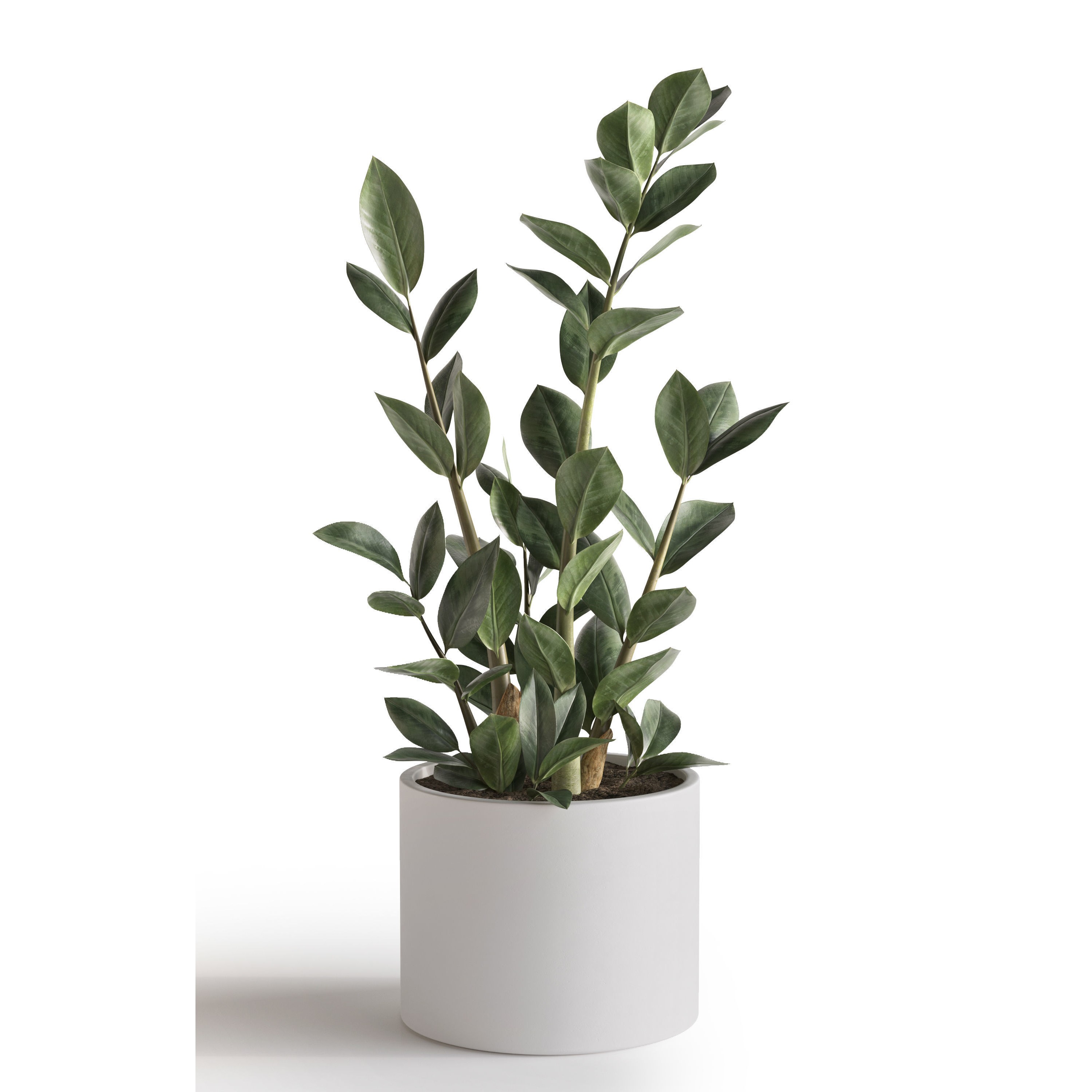 Eucalyptus Plant Set - Game-Ready 3D Model - View 10
