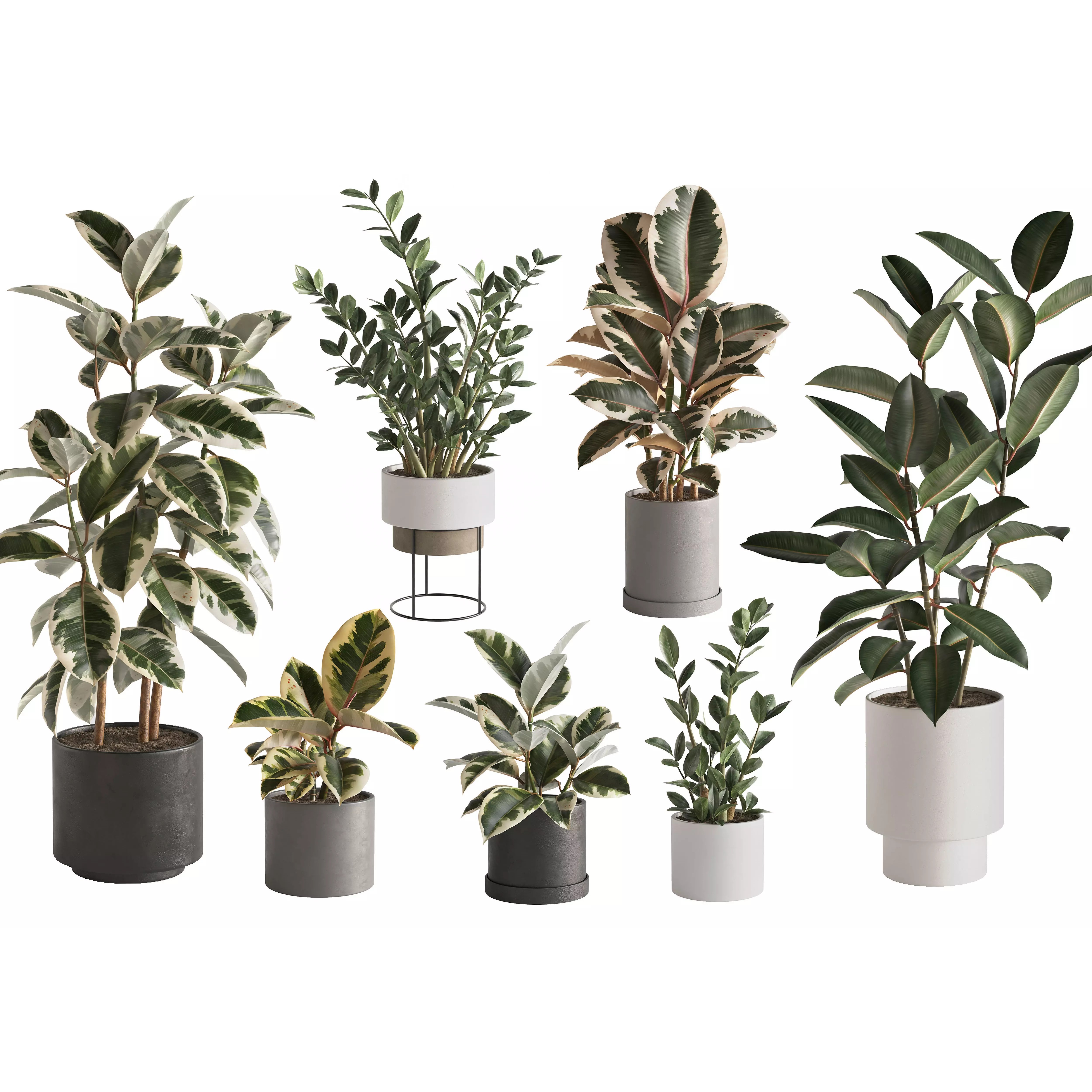 Eucalyptus Plant Set - Game-Ready 3D Model - View 2