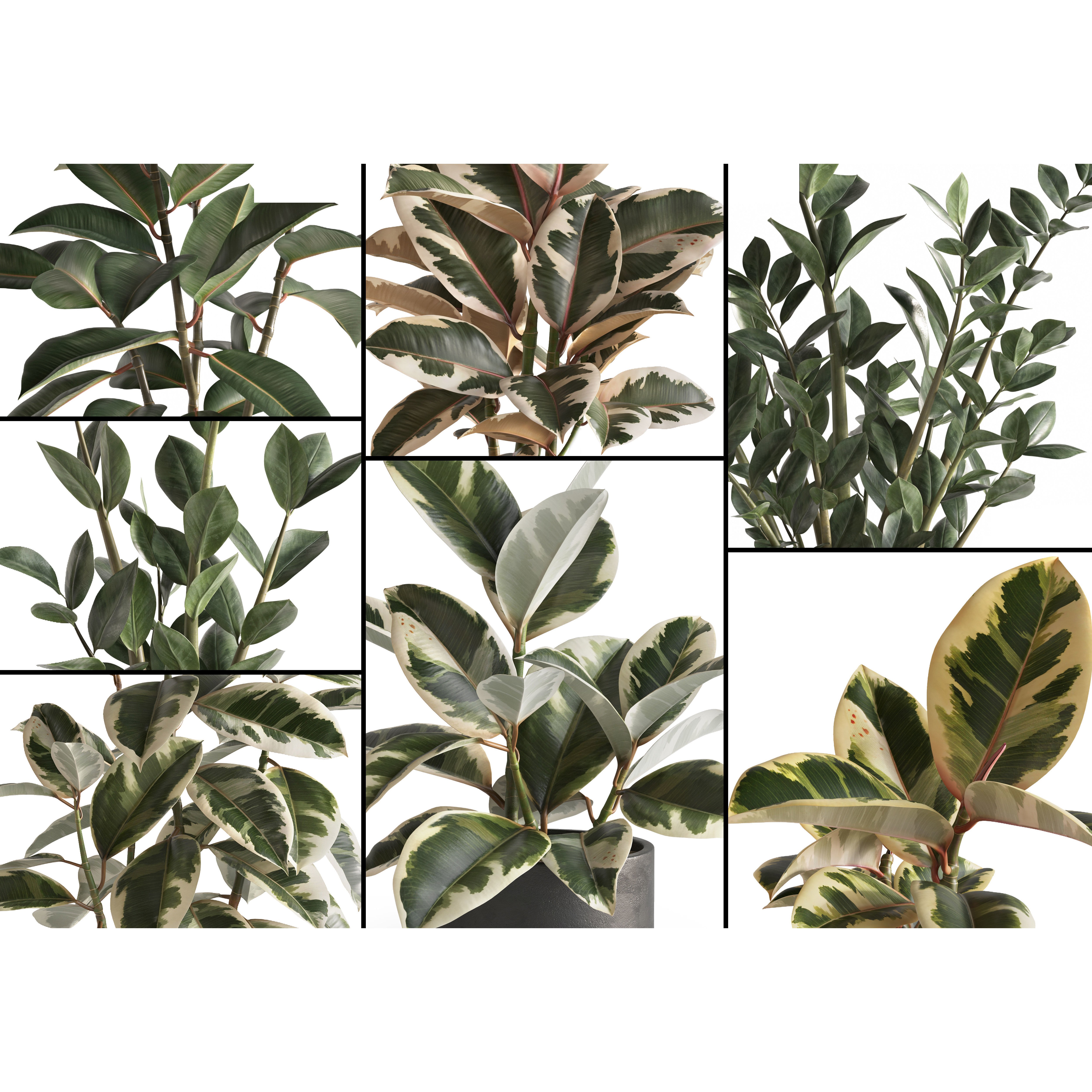 Eucalyptus Plant Set - Game-Ready 3D Model - View 3