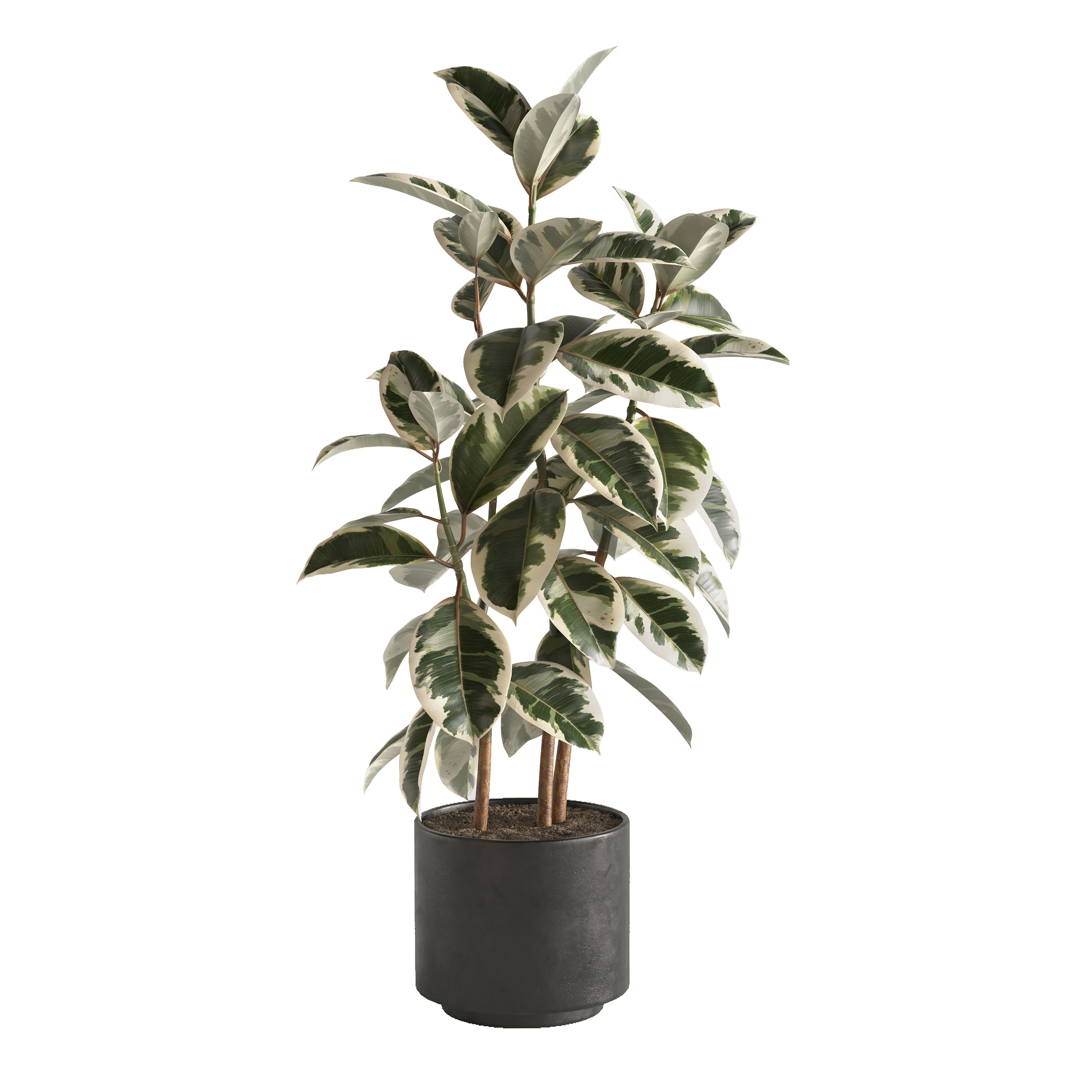 Eucalyptus Plant Set - Game-Ready 3D Model - View 4