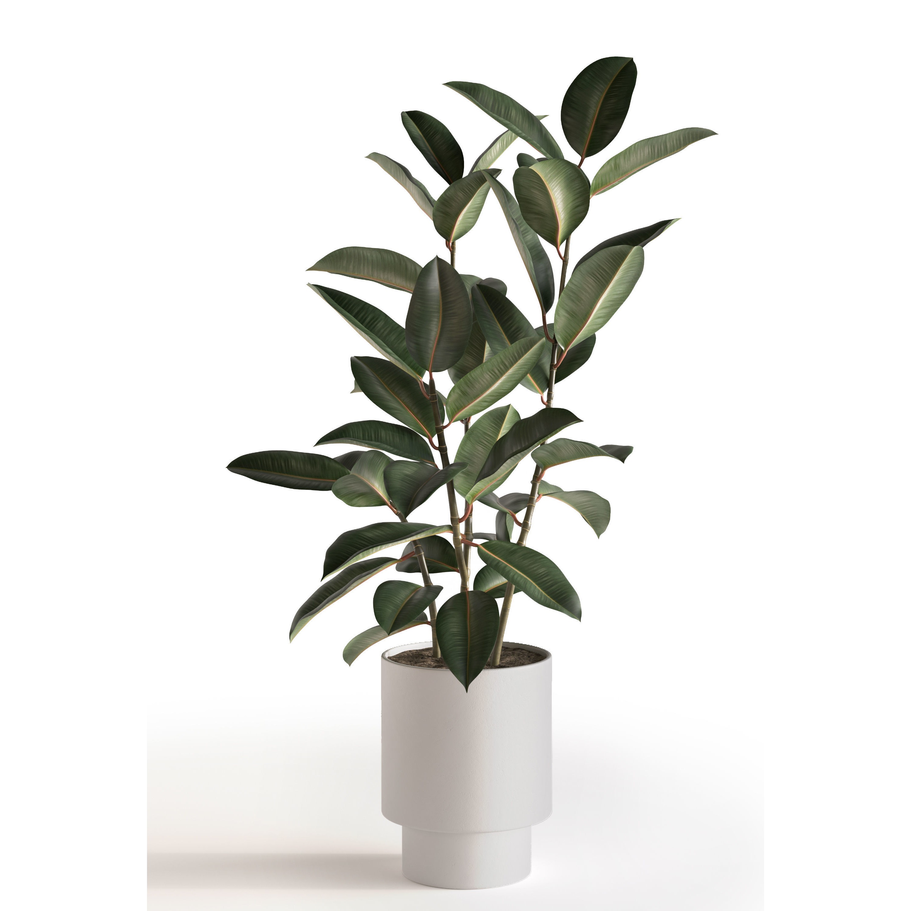 Eucalyptus Plant Set - Game-Ready 3D Model - View 5