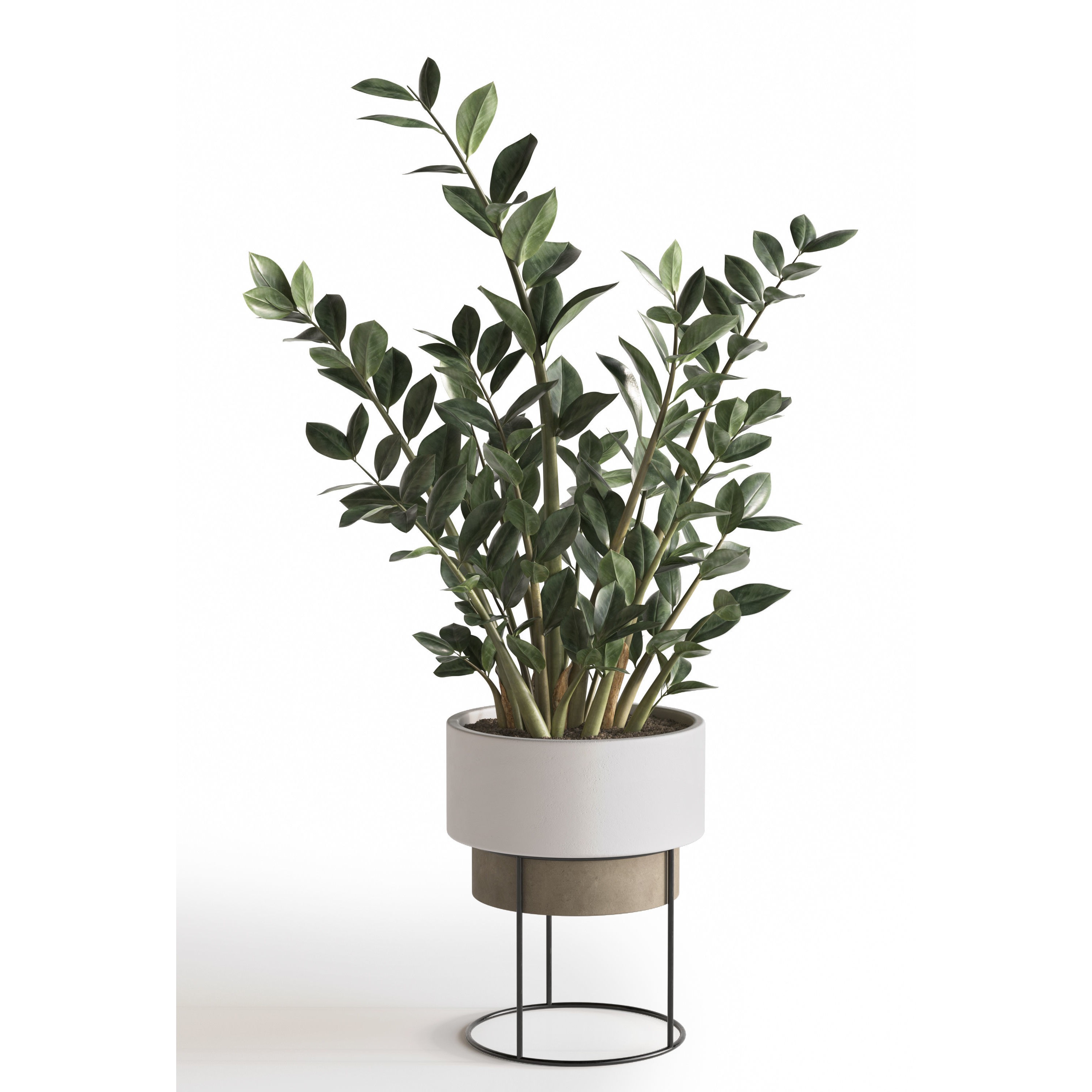 Eucalyptus Plant Set - Game-Ready 3D Model - View 6