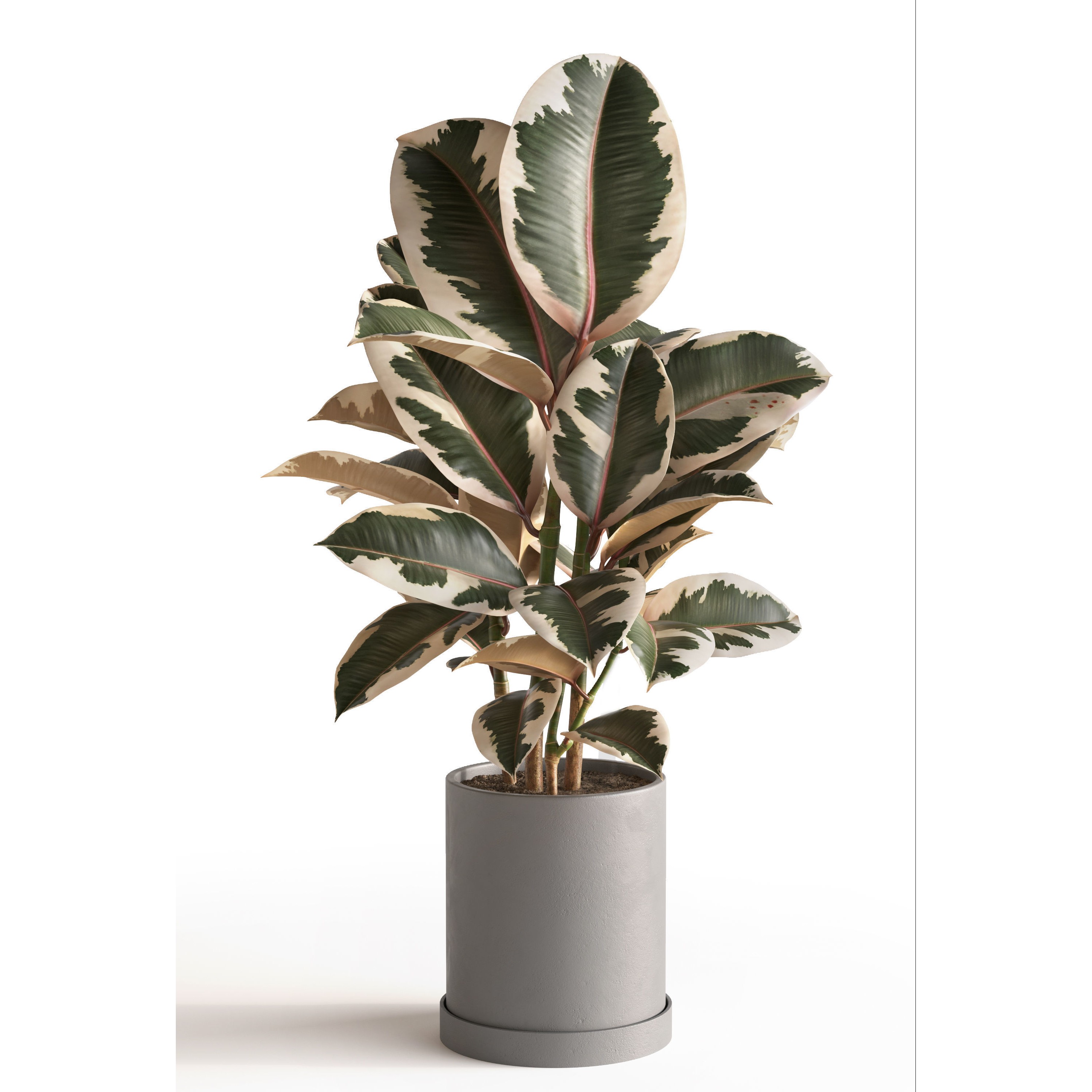 Eucalyptus Plant Set - Game-Ready 3D Model - View 7