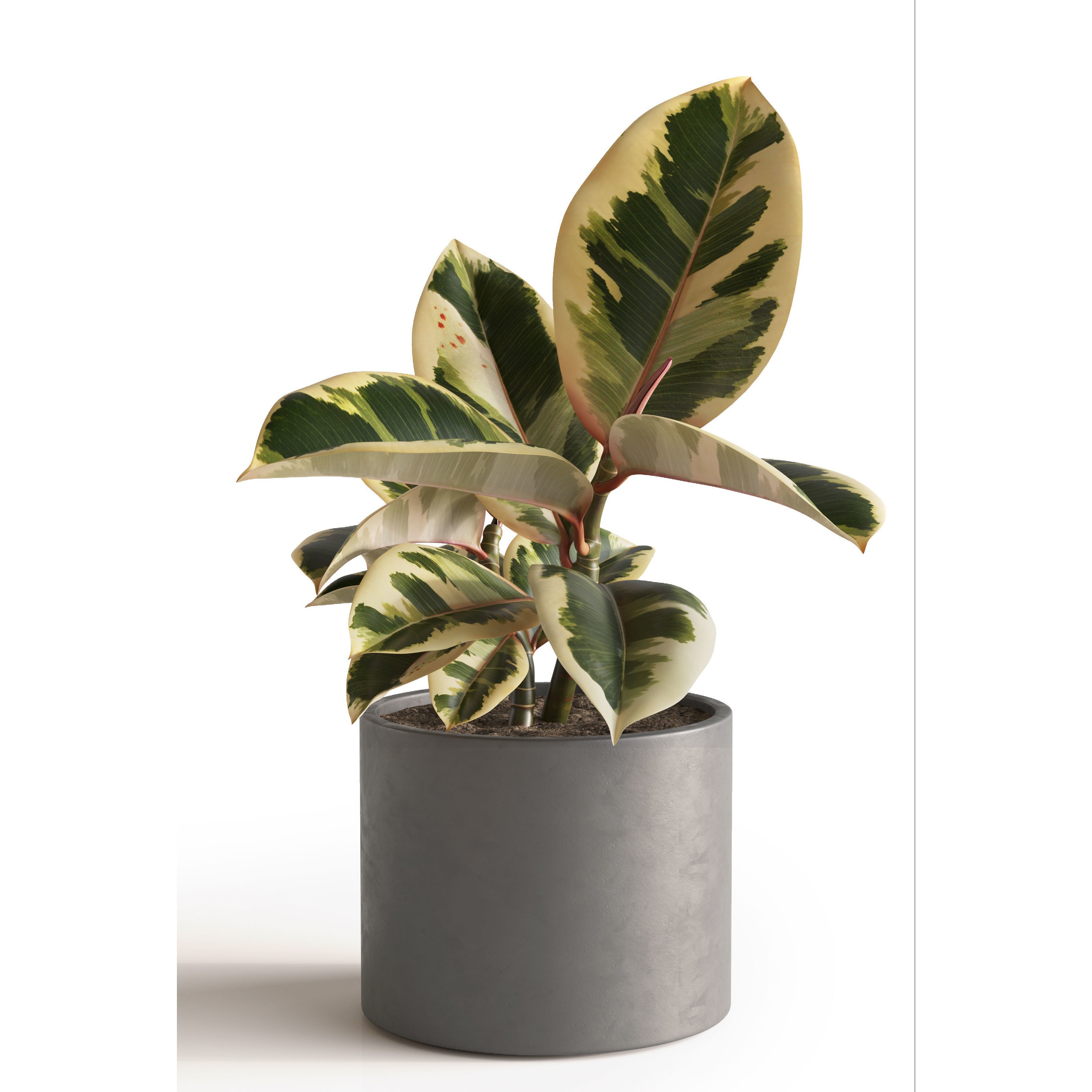 Eucalyptus Plant Set - Game-Ready 3D Model - View 8