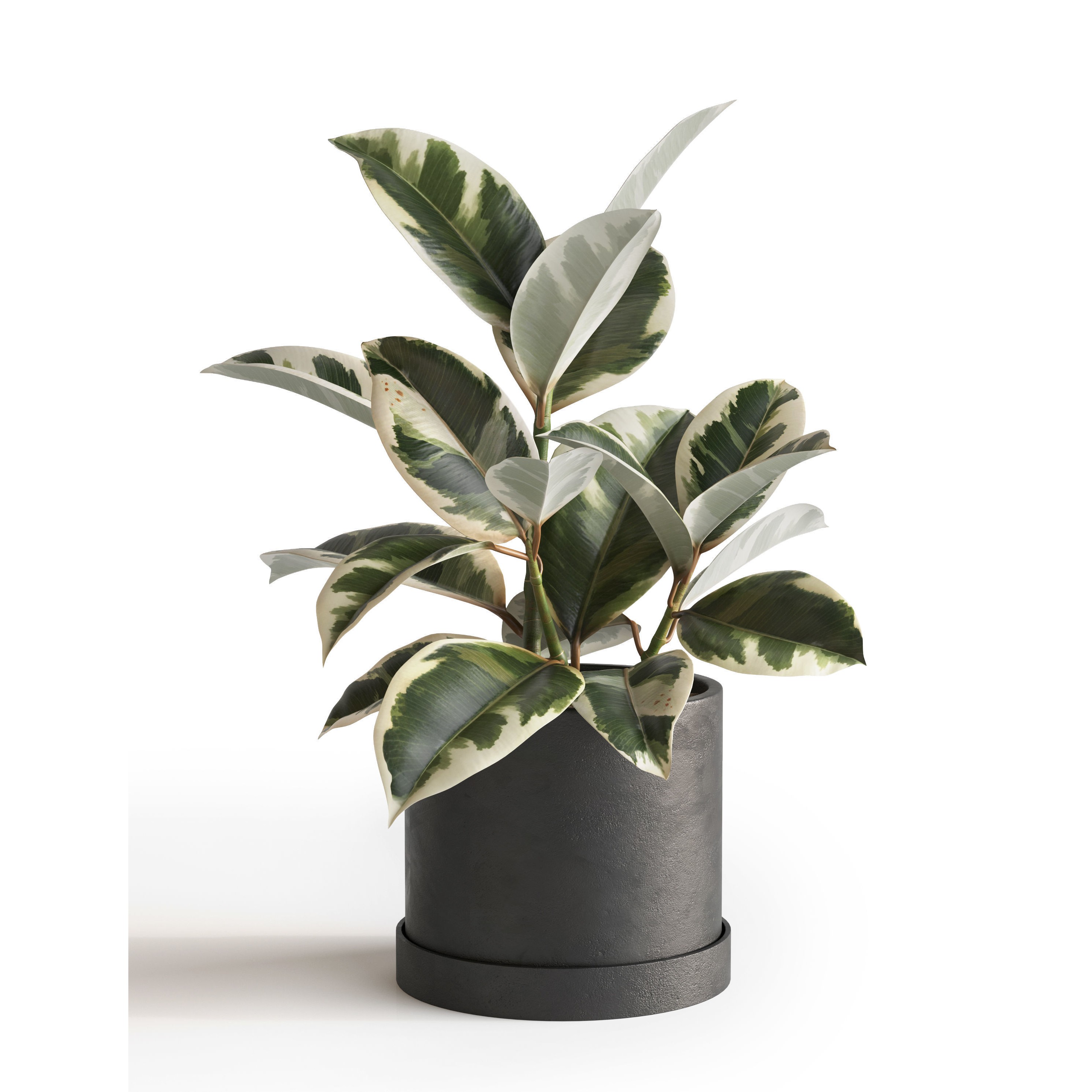 Eucalyptus Plant Set - Game-Ready 3D Model - View 9
