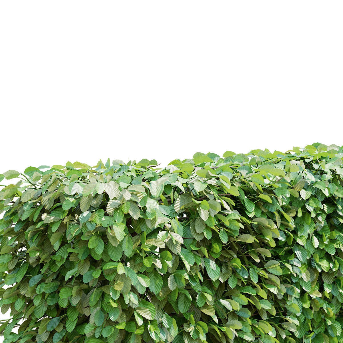 Fagus Sylvatica Hedge - Game-Ready 3D Model