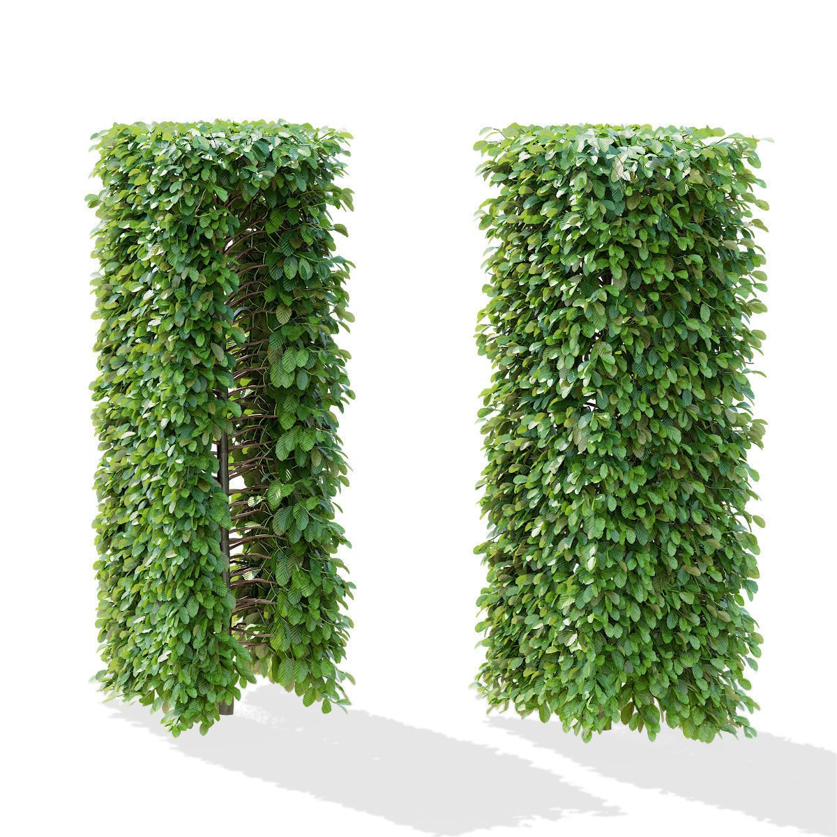 Fagus Sylvatica Hedge - Game-Ready 3D Model - View 10