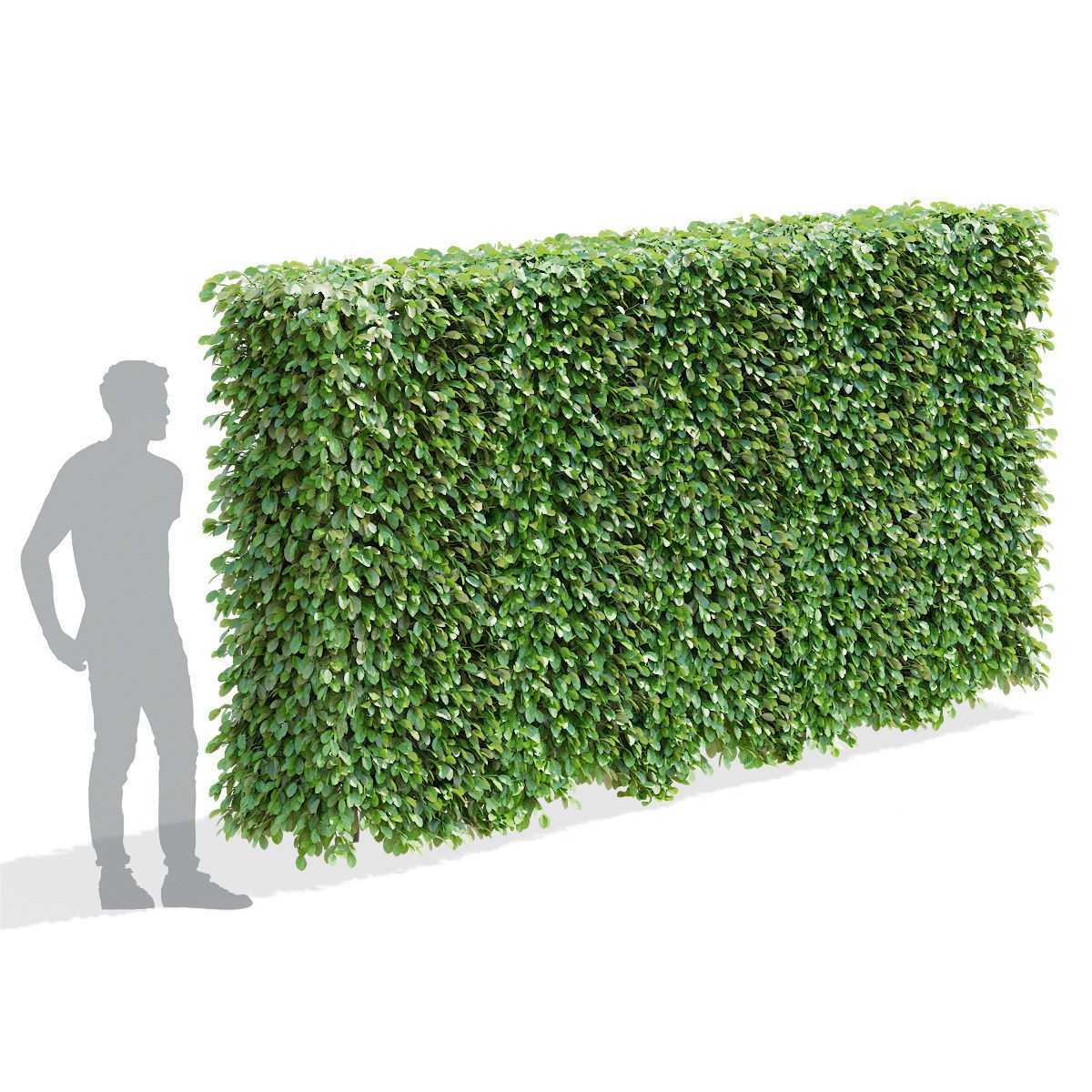 Fagus Sylvatica Hedge - Game-Ready 3D Model - View 11
