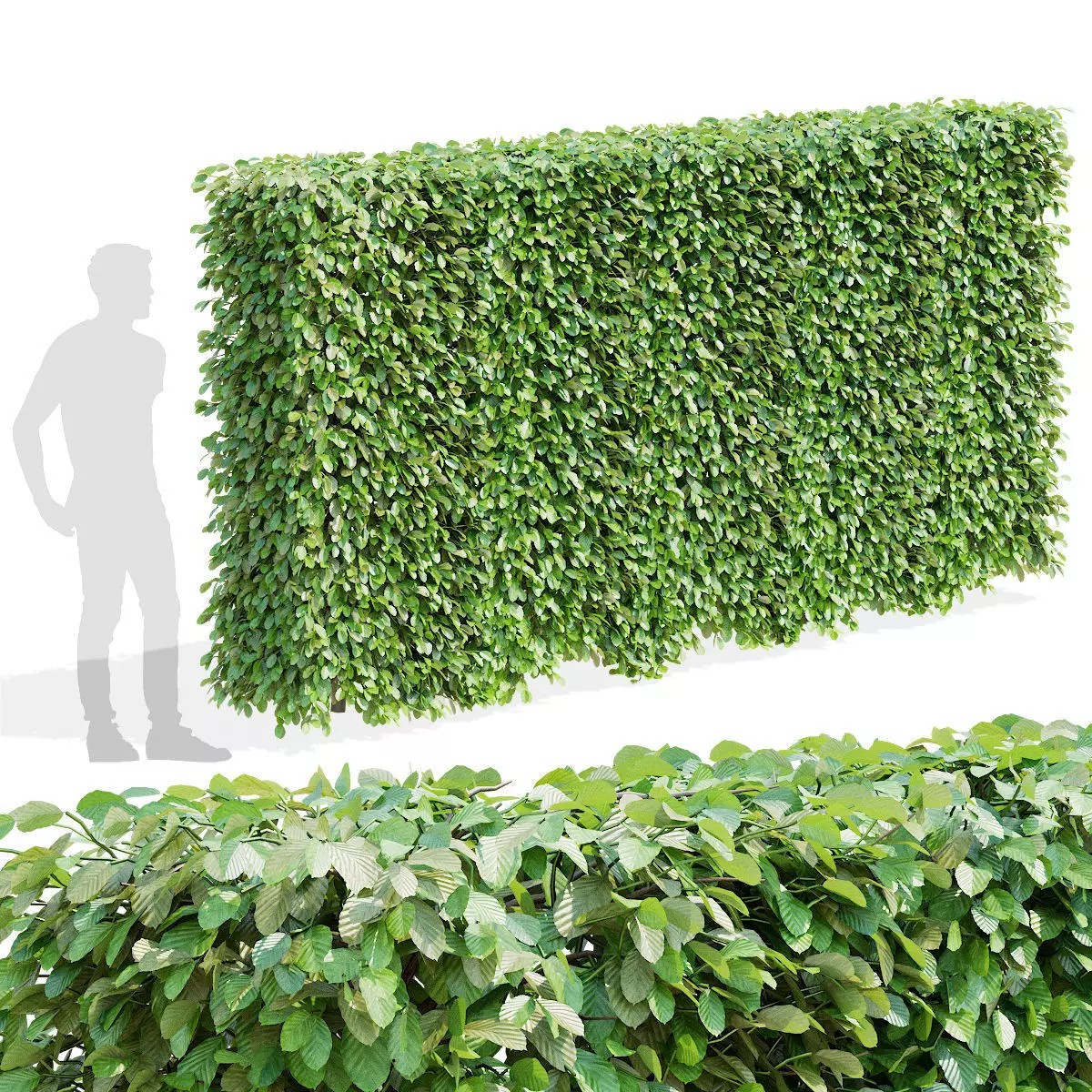 Fagus Sylvatica Hedge - Game-Ready 3D Model - View 2