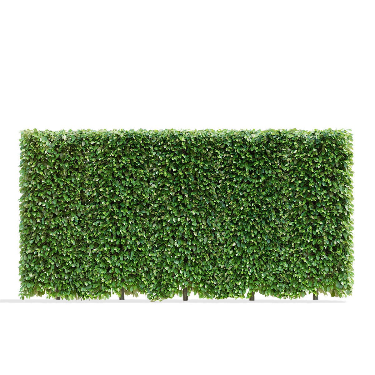 Fagus Sylvatica Hedge - Game-Ready 3D Model - View 4
