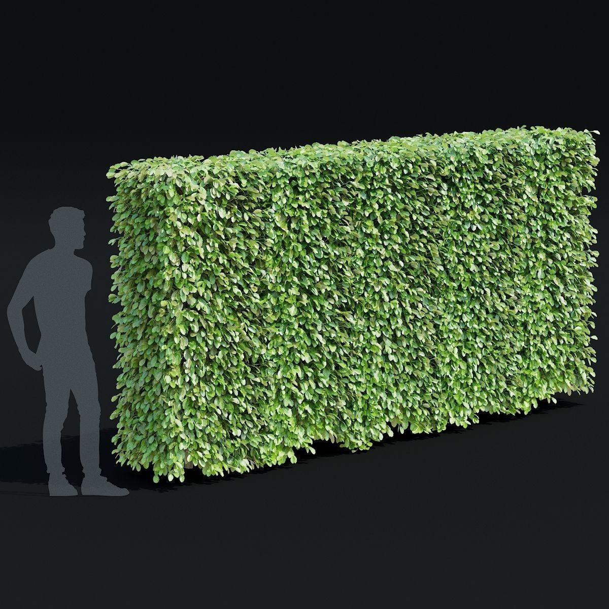 Fagus Sylvatica Hedge - Game-Ready 3D Model - View 5