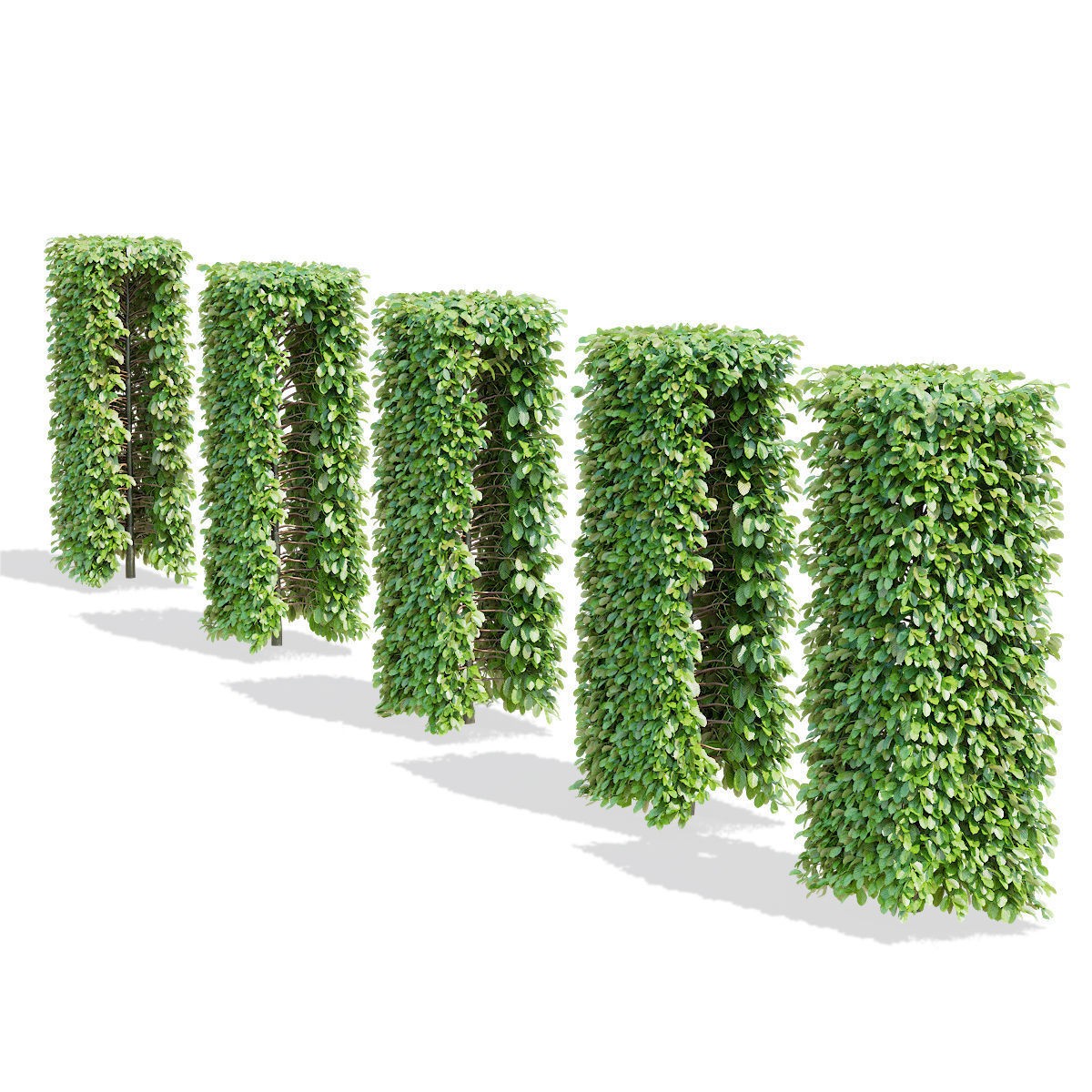 Fagus Sylvatica Hedge - Game-Ready 3D Model - View 6