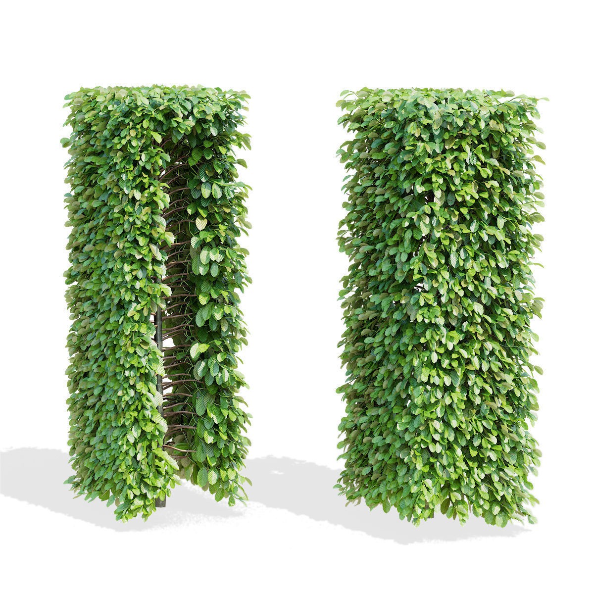 Fagus Sylvatica Hedge - Game-Ready 3D Model - View 7