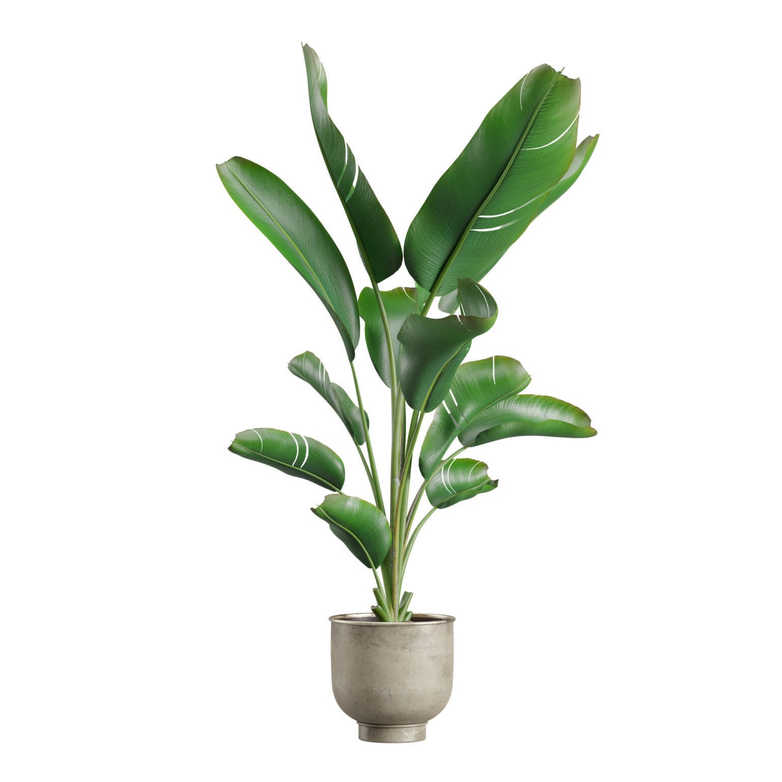 Indoor Plants Pack 23 - PBR Game-Ready 3D Model - View 11