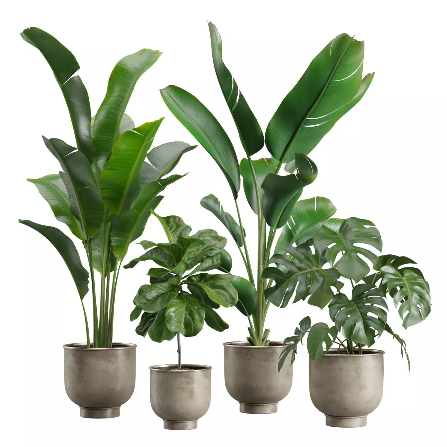 Indoor Plants Pack 23 - PBR Game-Ready 3D Model - View 2