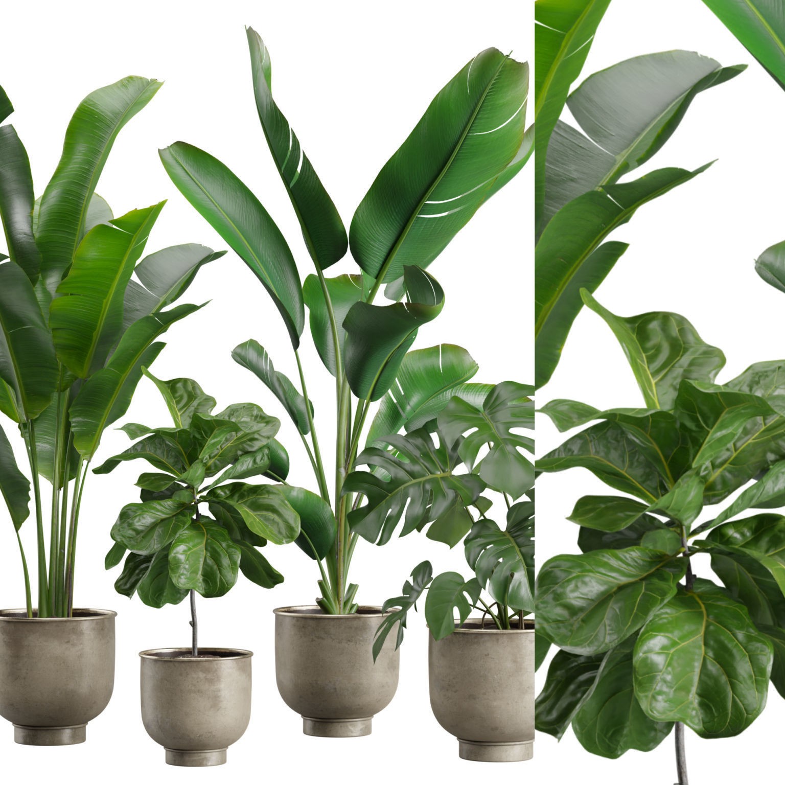 Indoor Plants Pack 23 - PBR Game-Ready 3D Model - View 3