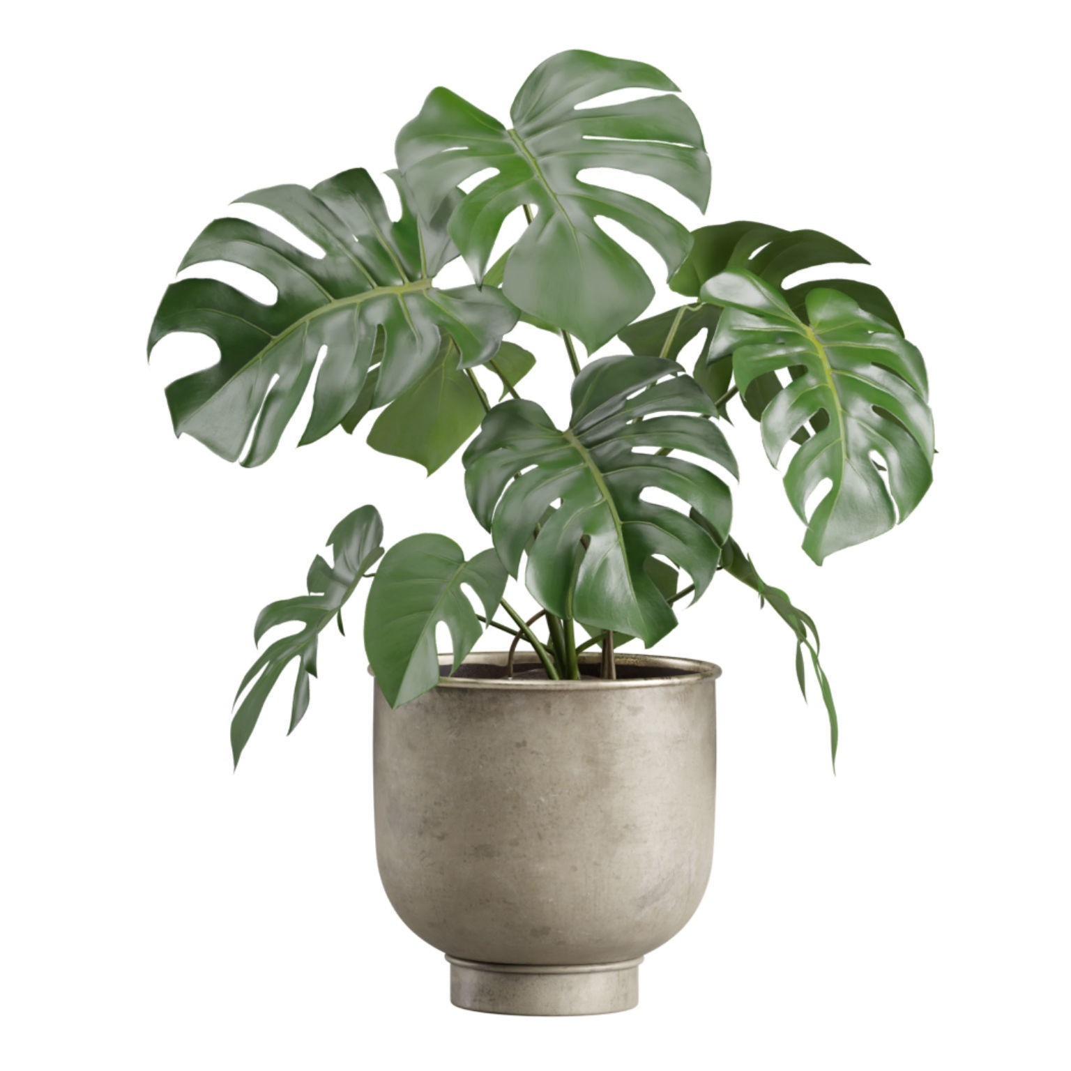 Indoor Plants Pack 23 - PBR Game-Ready 3D Model - View 5