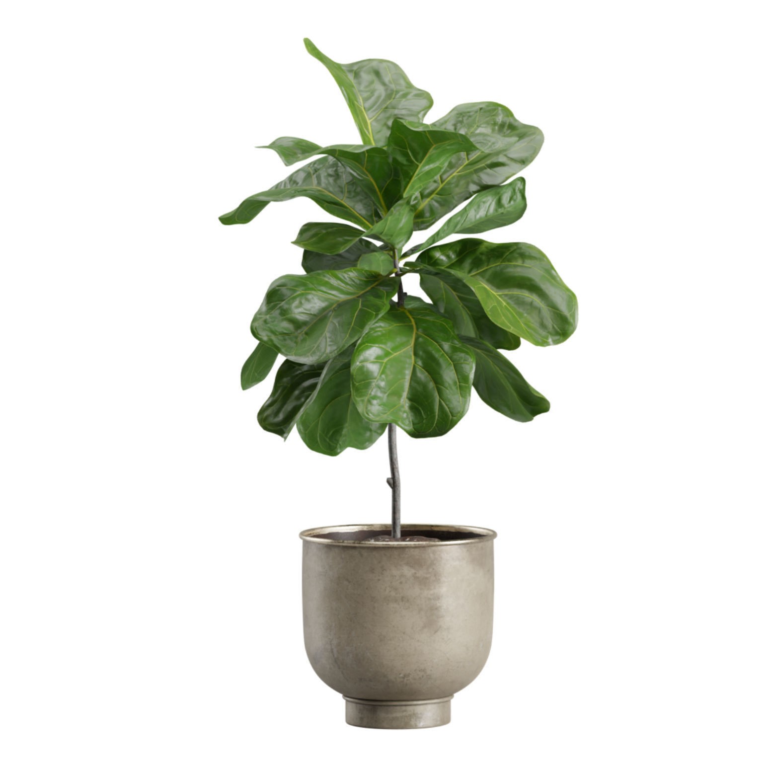 Indoor Plants Pack 23 - PBR Game-Ready 3D Model - View 7