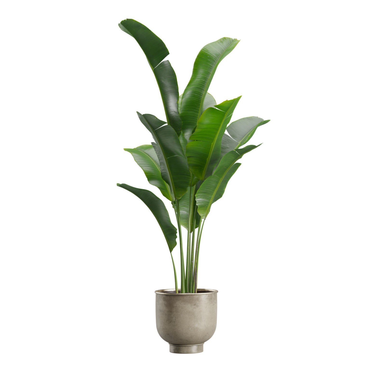 Indoor Plants Pack 23 - PBR Game-Ready 3D Model - View 9