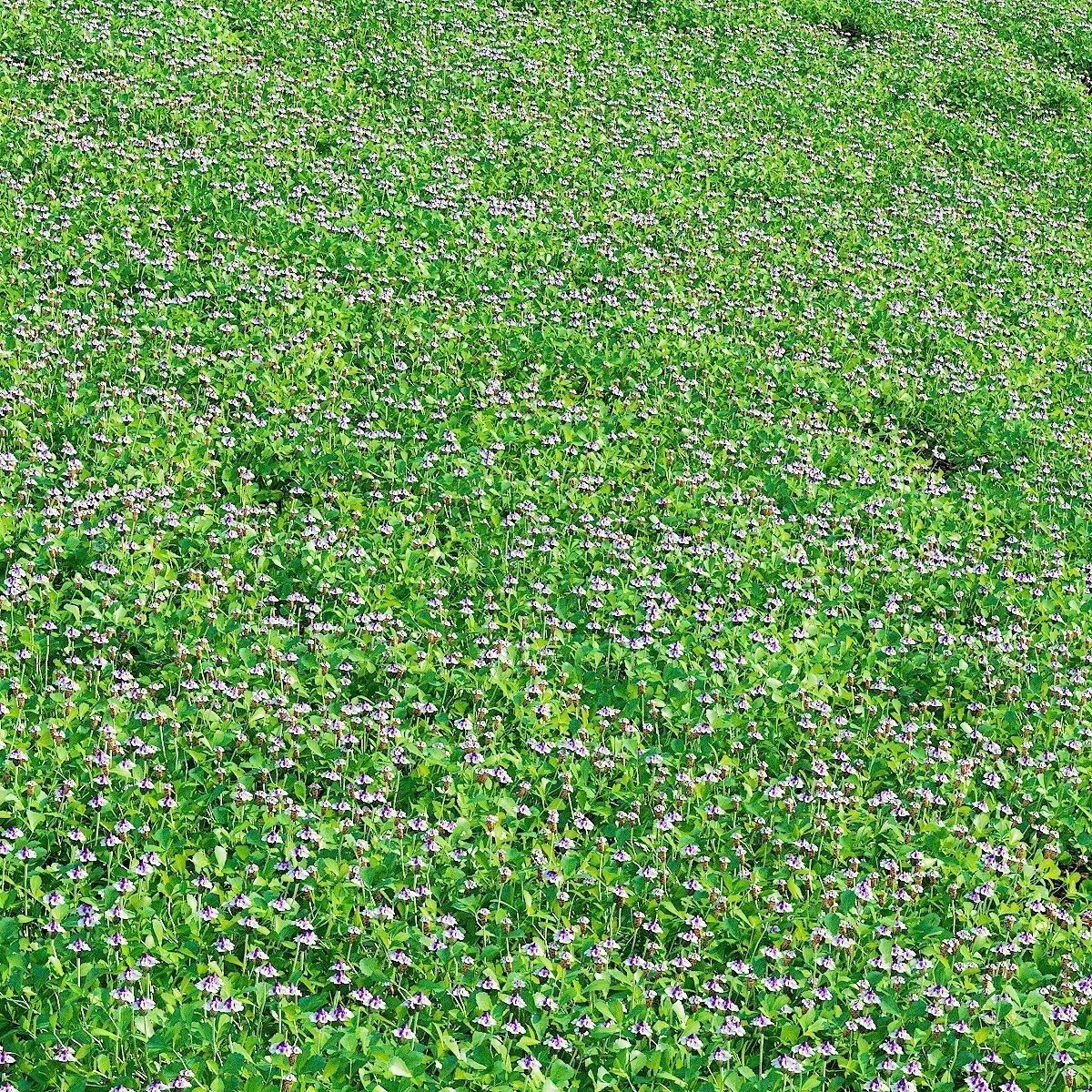 Phyla Nodiflora - Low-Poly Game-Ready 3D Model