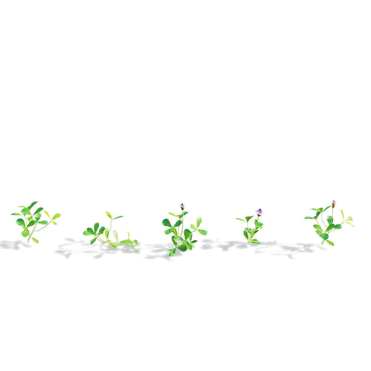 Phyla Nodiflora - Low-Poly Game-Ready 3D Model - View 10