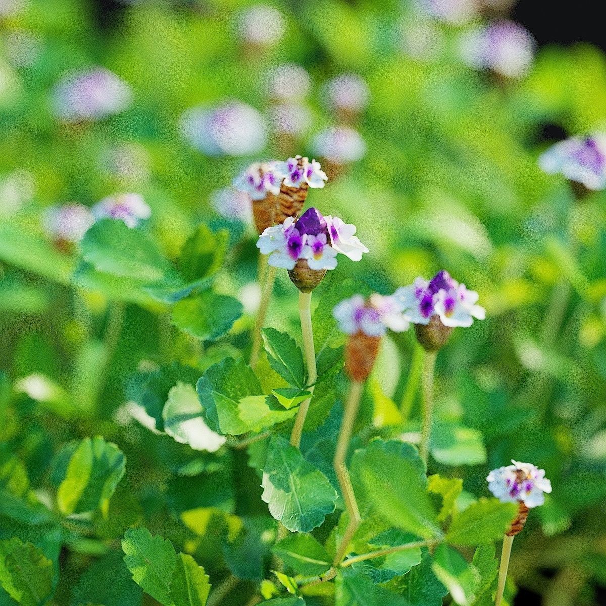 Phyla Nodiflora - Low-Poly Game-Ready 3D Model - View 11