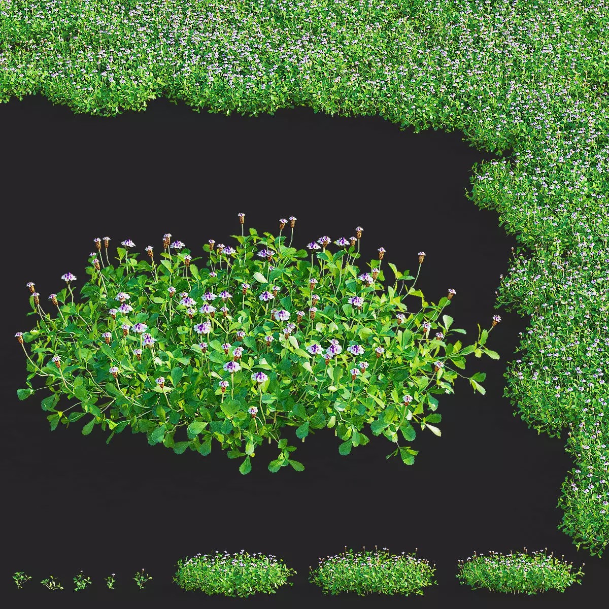 Phyla Nodiflora - Low-Poly Game-Ready 3D Model - View 2