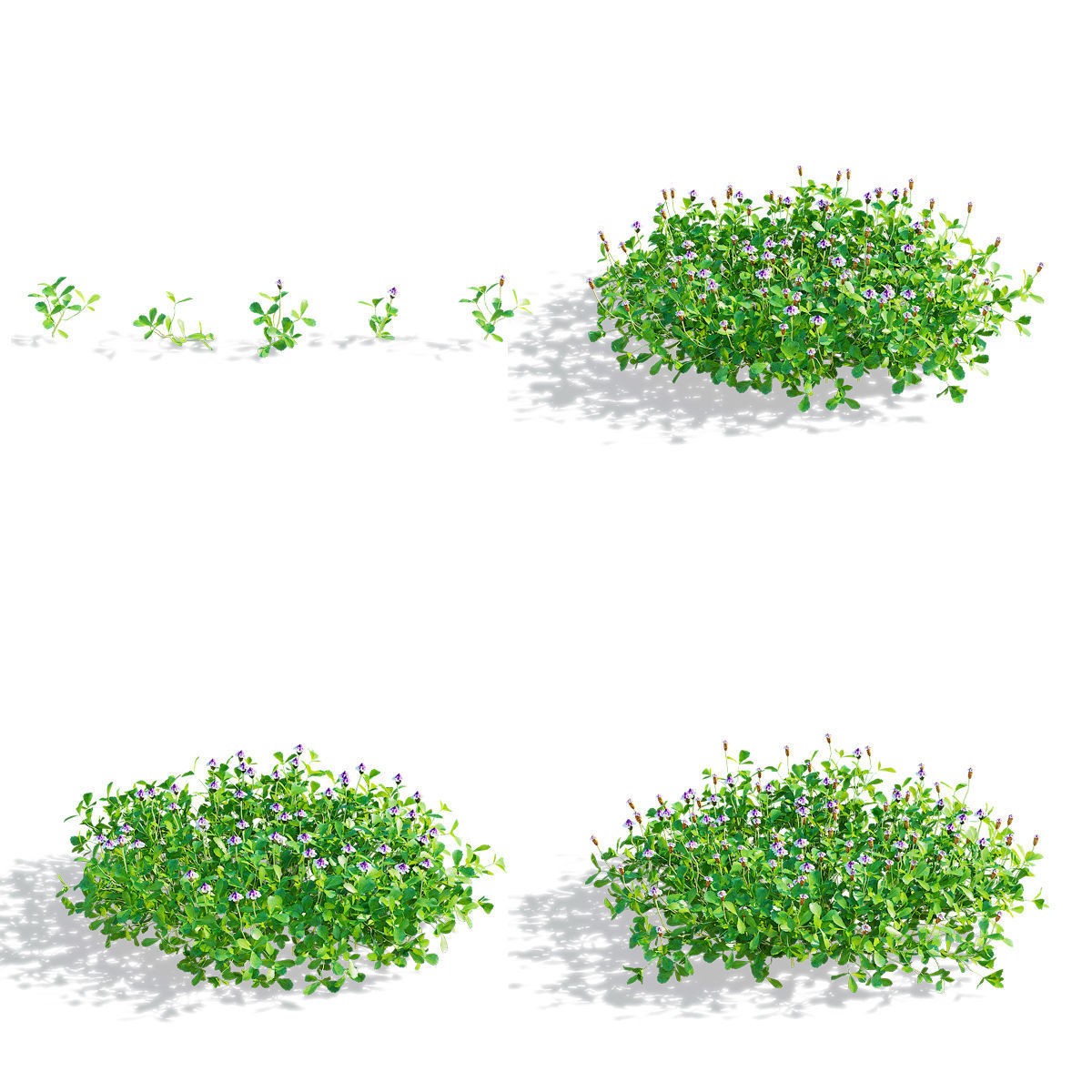 Phyla Nodiflora - Low-Poly Game-Ready 3D Model - View 3