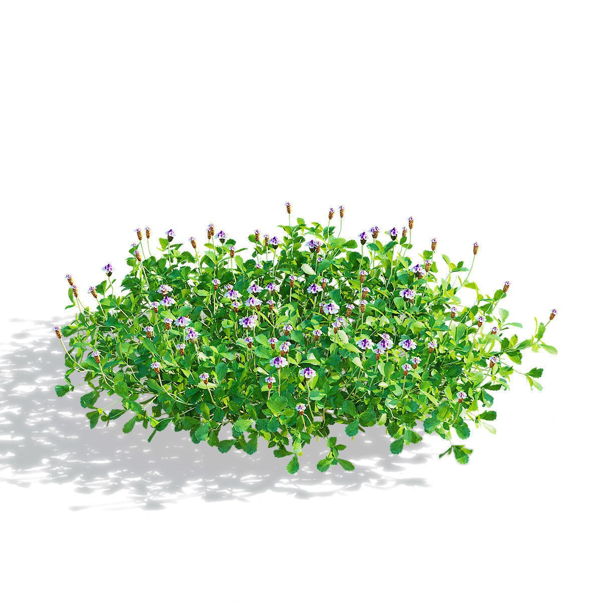 Phyla Nodiflora - Low-Poly Game-Ready 3D Model - View 5