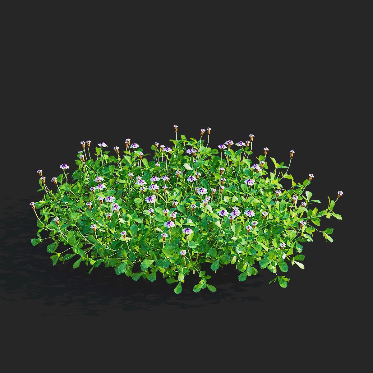 Phyla Nodiflora - Low-Poly Game-Ready 3D Model - View 6