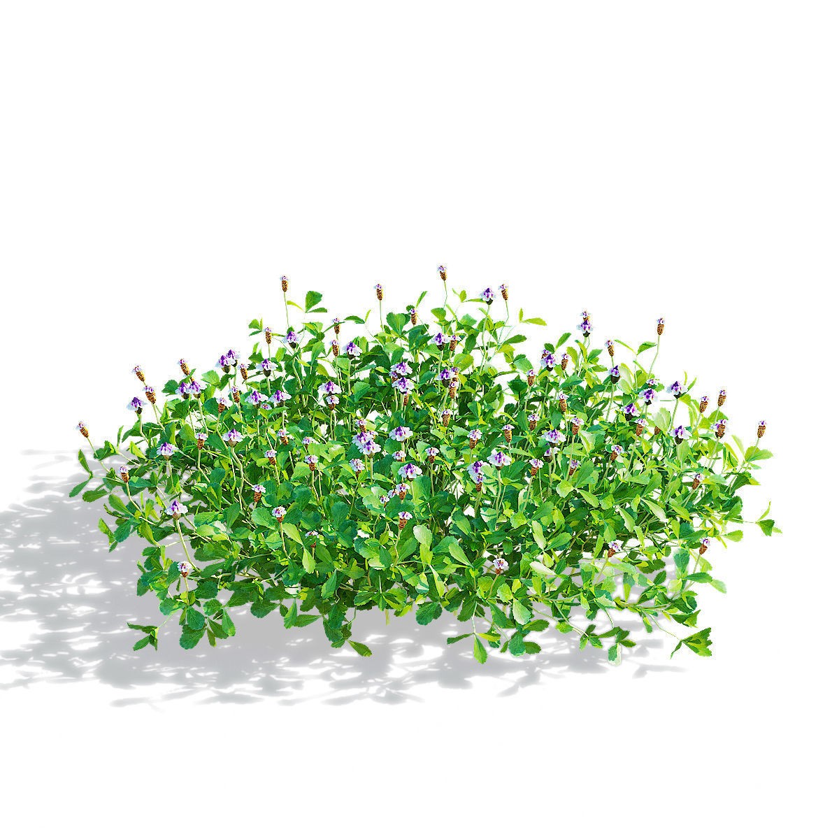 Phyla Nodiflora - Low-Poly Game-Ready 3D Model - View 8