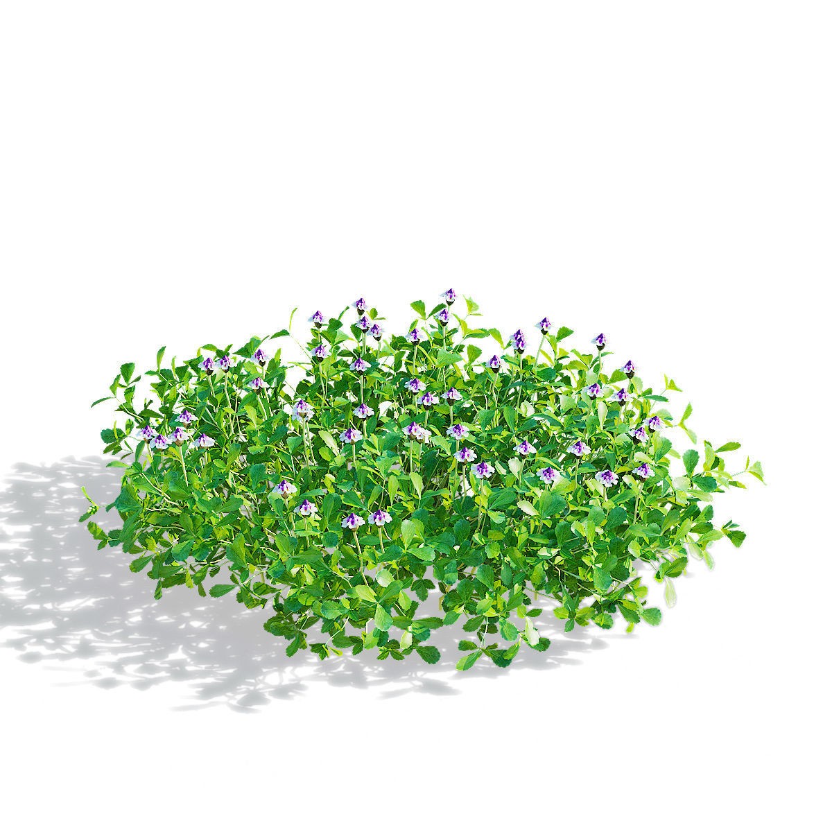 Phyla Nodiflora - Low-Poly Game-Ready 3D Model - View 9