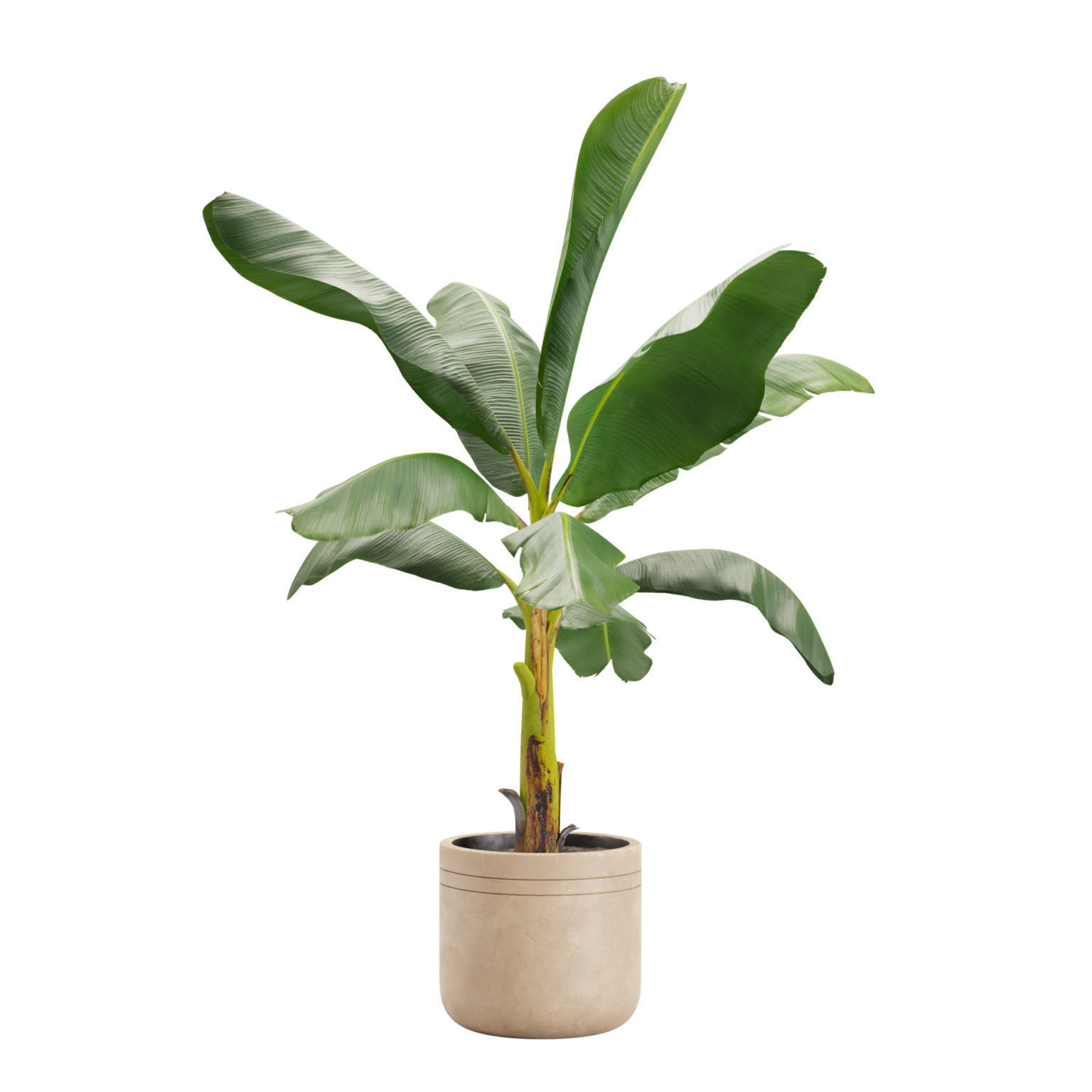 Indoor Plants Pack - Game-Ready 3D Model - View 11