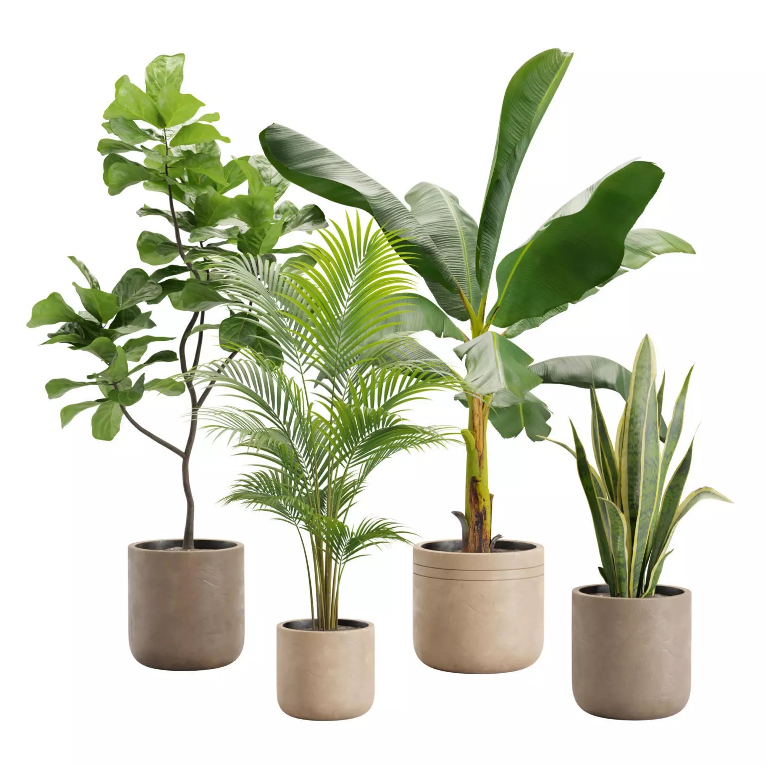 Indoor Plants Pack - Game-Ready 3D Model - View 2