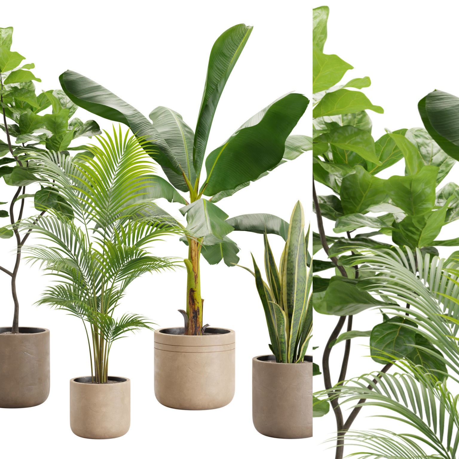Indoor Plants Pack - Game-Ready 3D Model - View 4