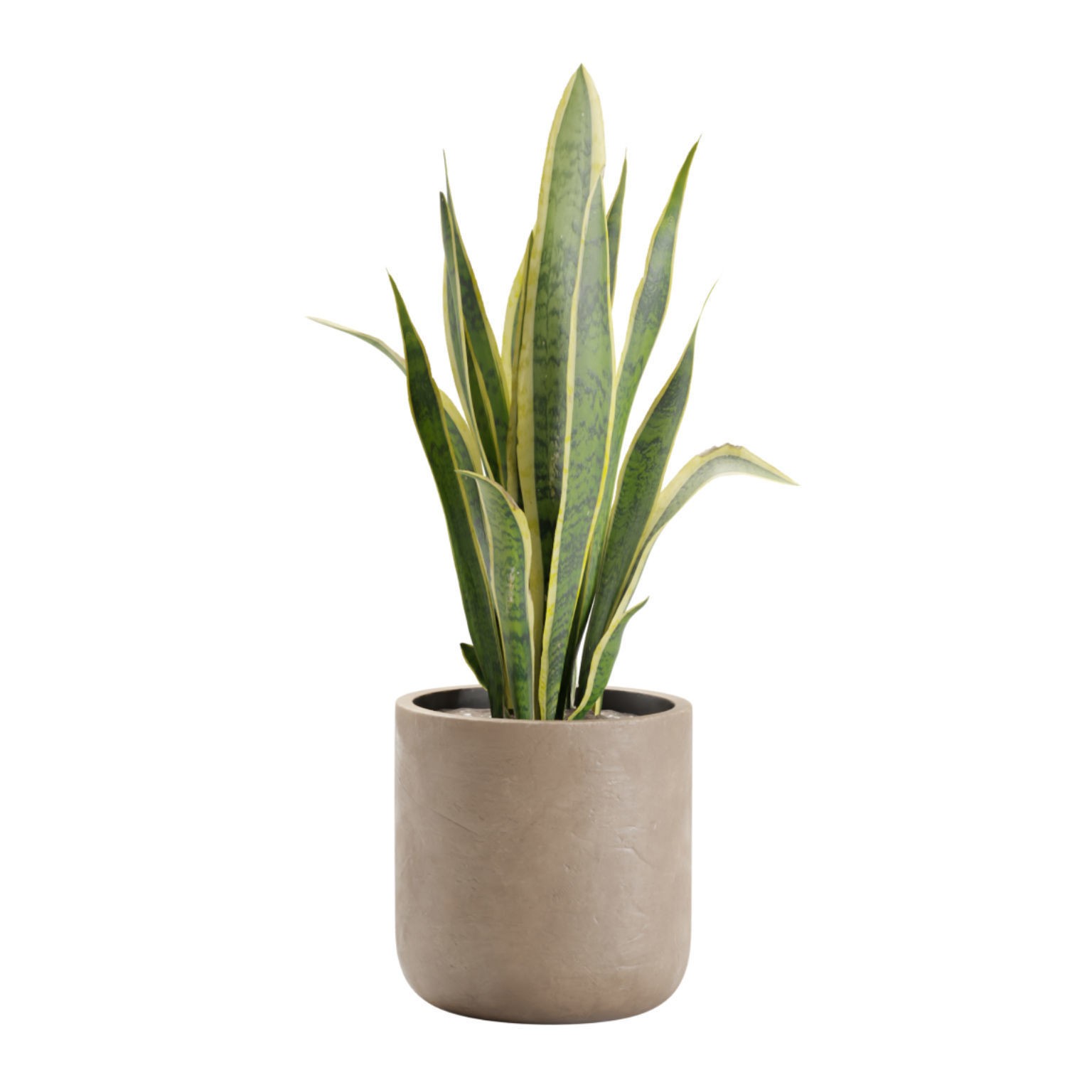 Indoor Plants Pack - Game-Ready 3D Model - View 5