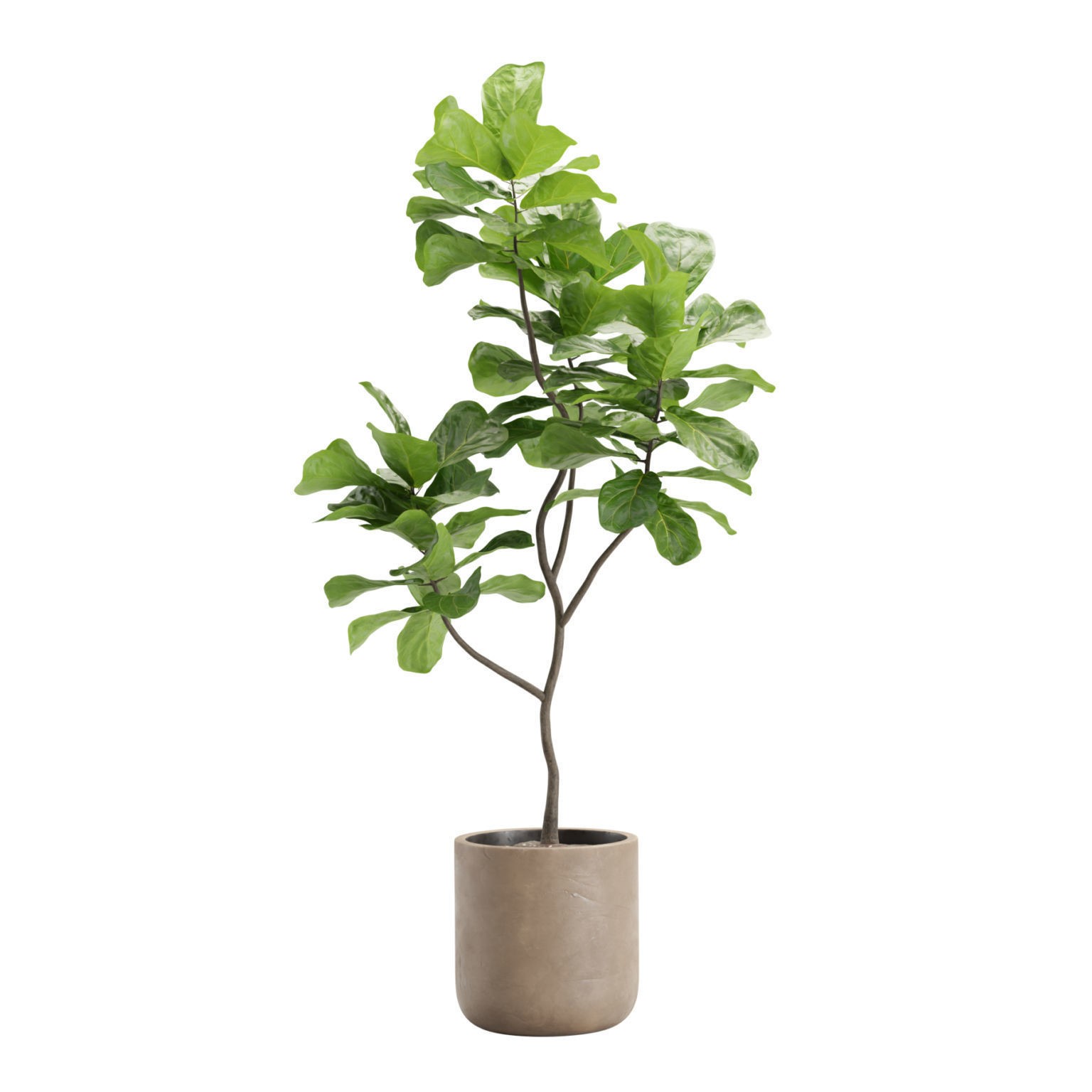 Indoor Plants Pack - Game-Ready 3D Model - View 7