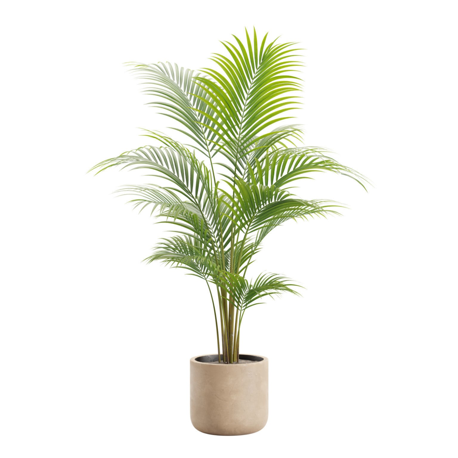 Indoor Plants Pack - Game-Ready 3D Model - View 9