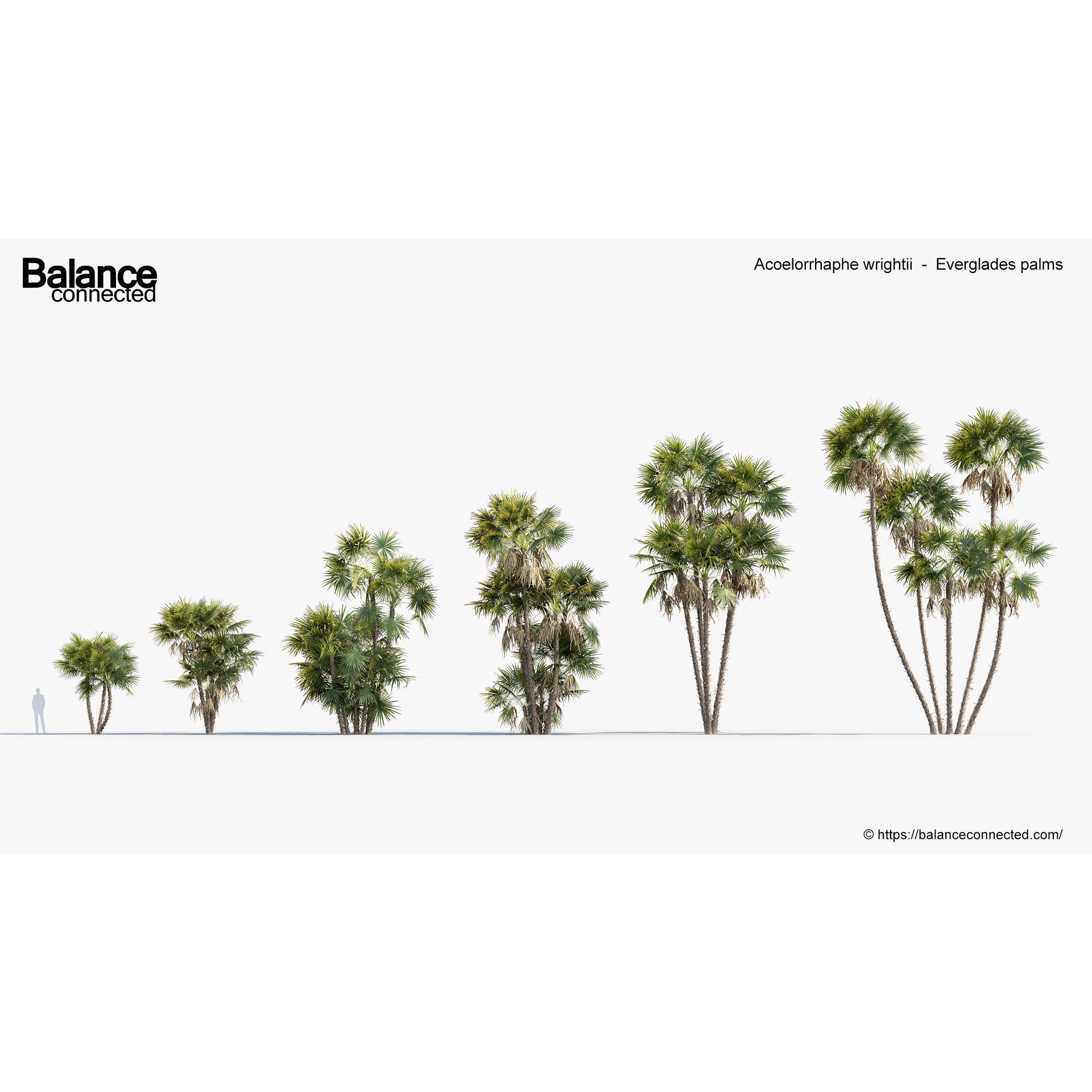 Acoelorrhaphe Wrightii - Game-Ready 3D Model - View 3