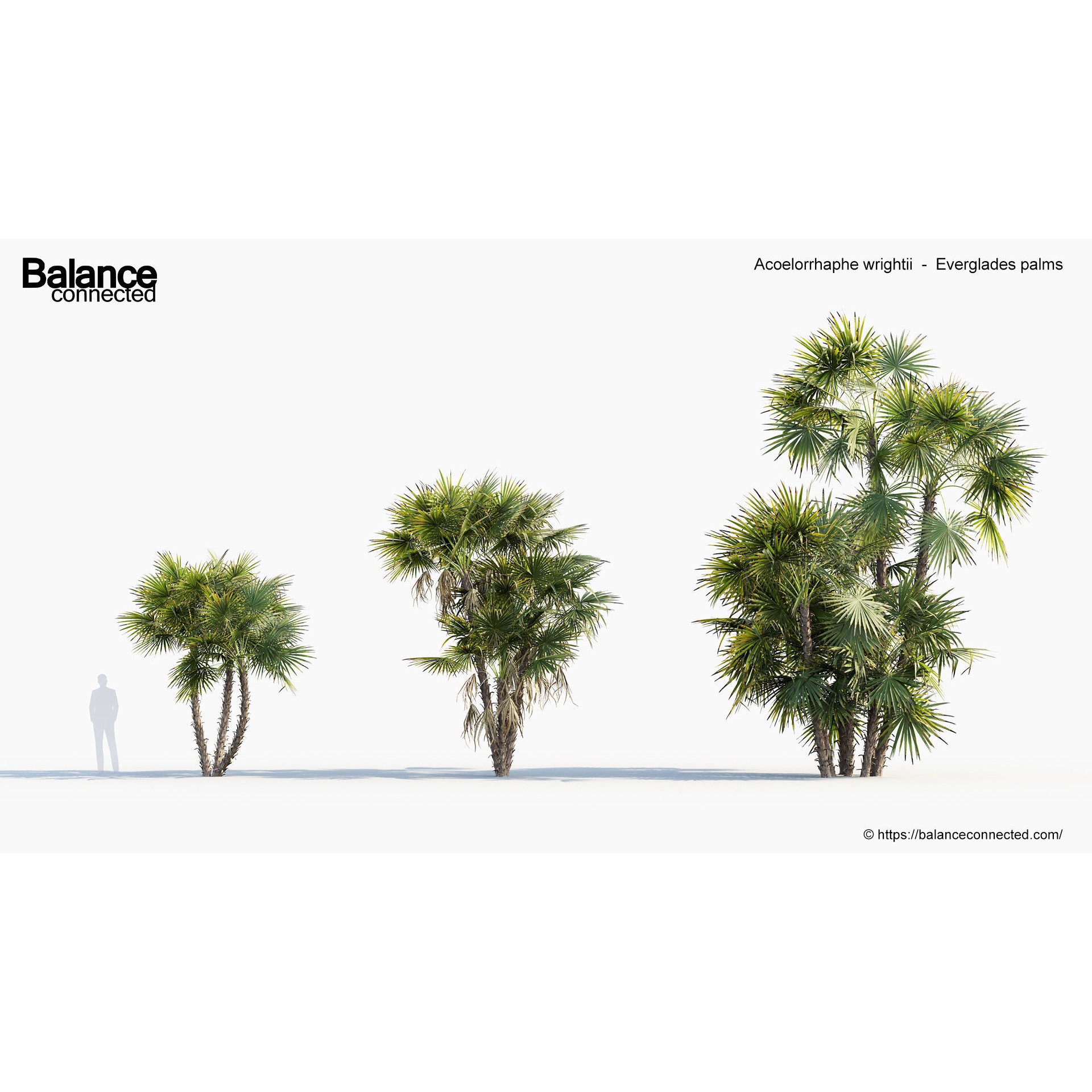 Acoelorrhaphe Wrightii - Game-Ready 3D Model - View 5