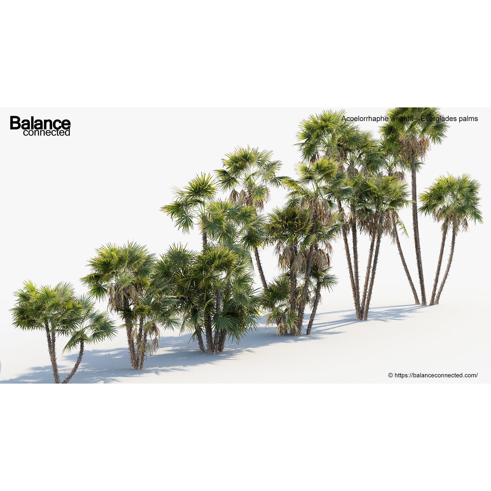 Acoelorrhaphe Wrightii - Game-Ready 3D Model - View 6