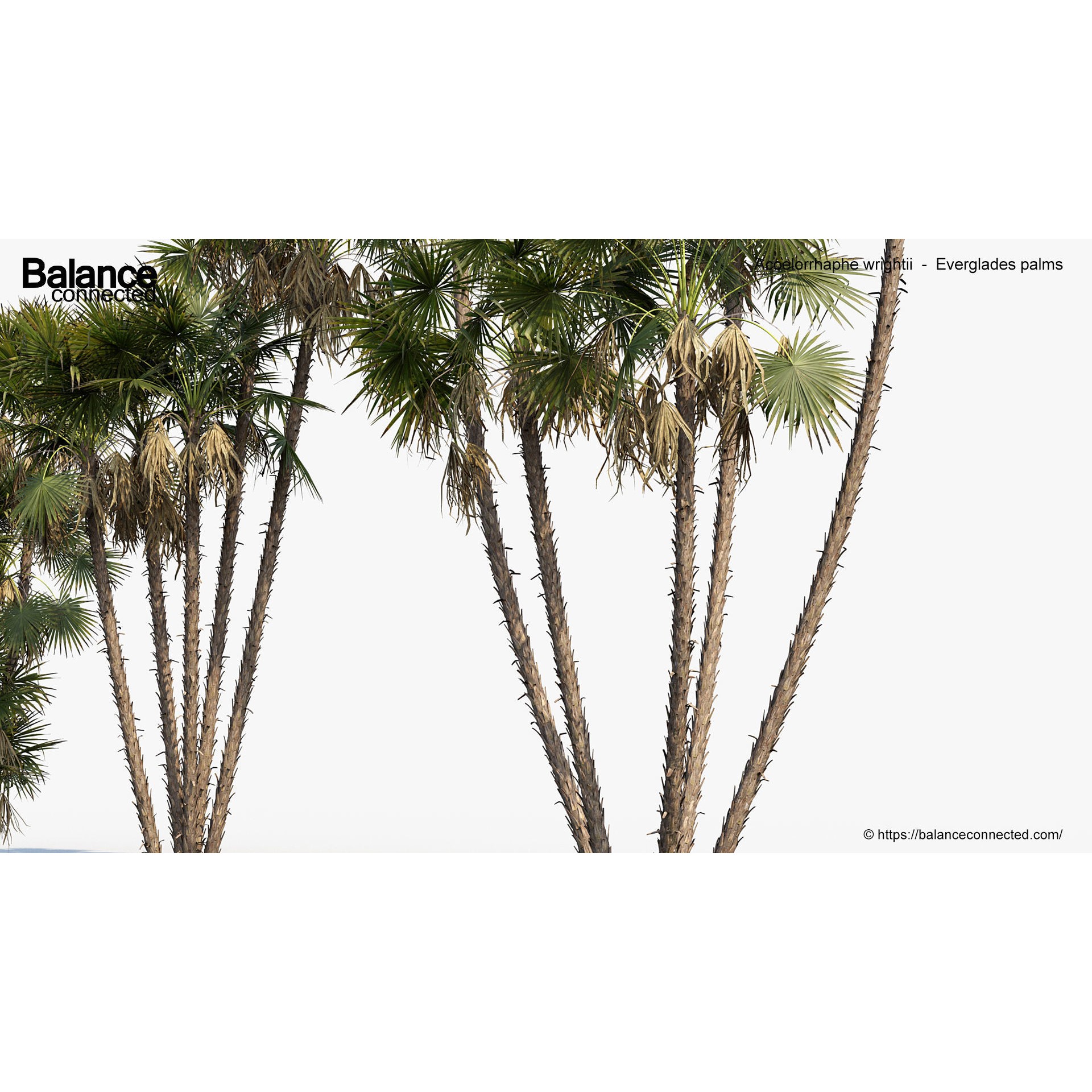 Acoelorrhaphe Wrightii - Game-Ready 3D Model - View 7