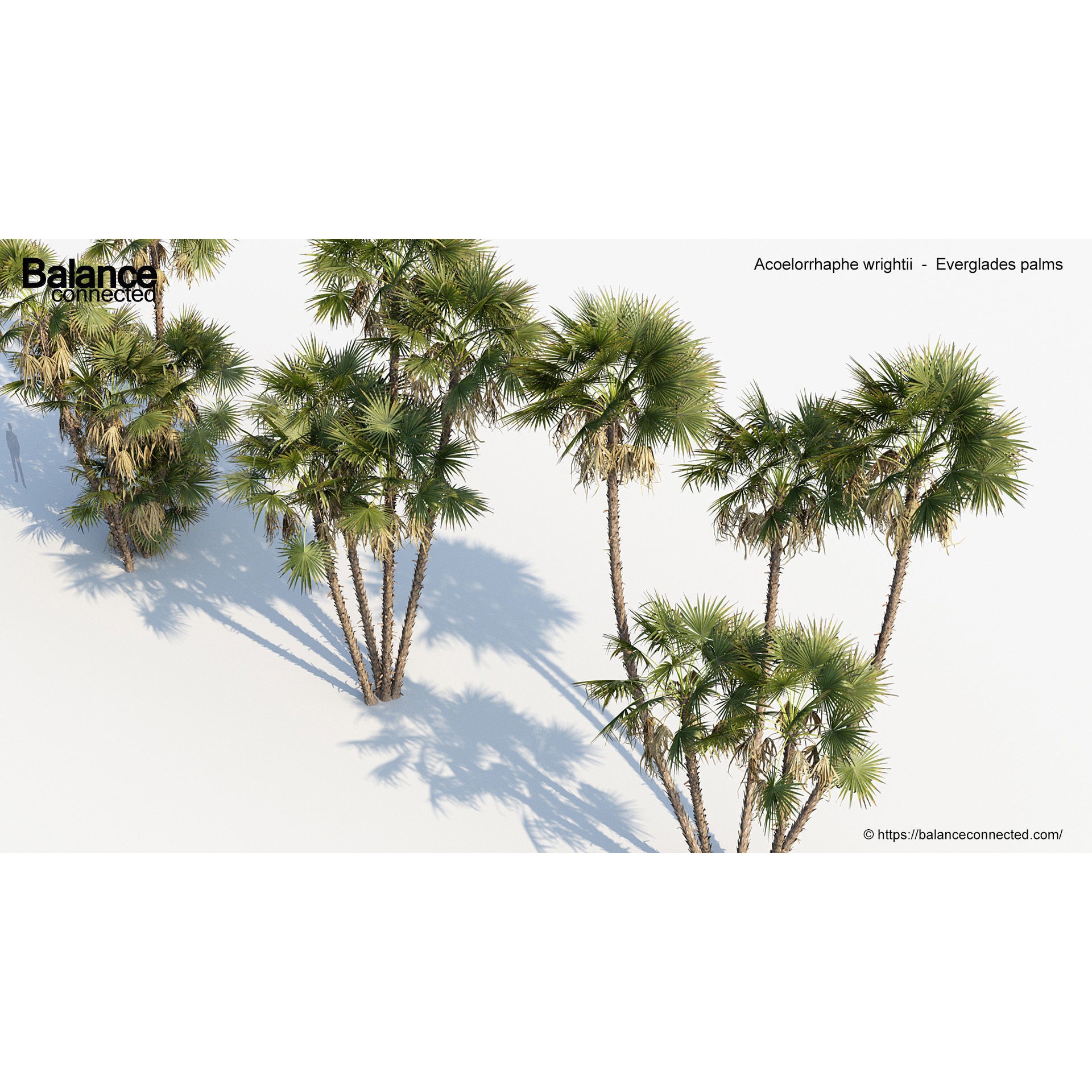 Acoelorrhaphe Wrightii - Game-Ready 3D Model - View 8