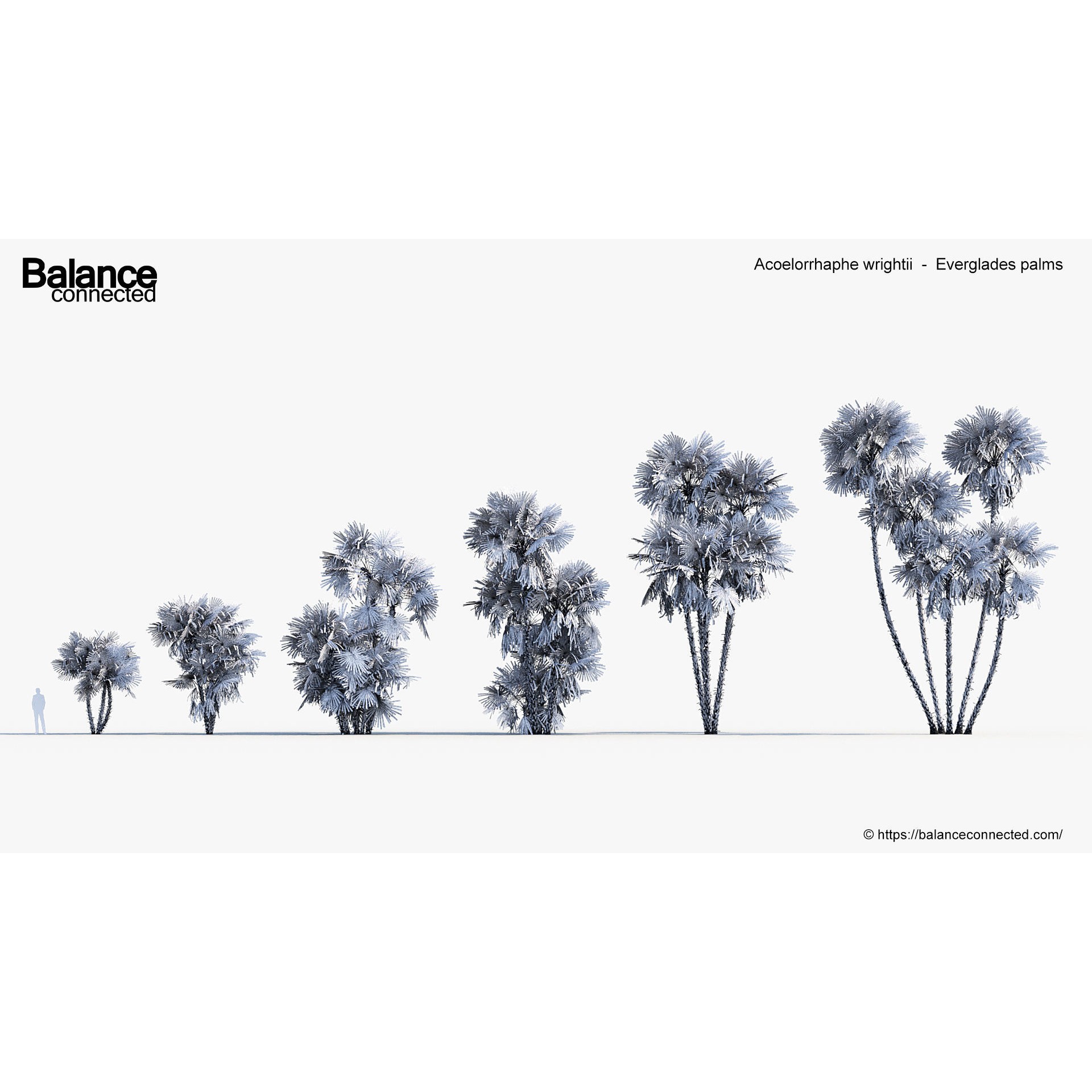 Acoelorrhaphe Wrightii - Game-Ready 3D Model - View 9