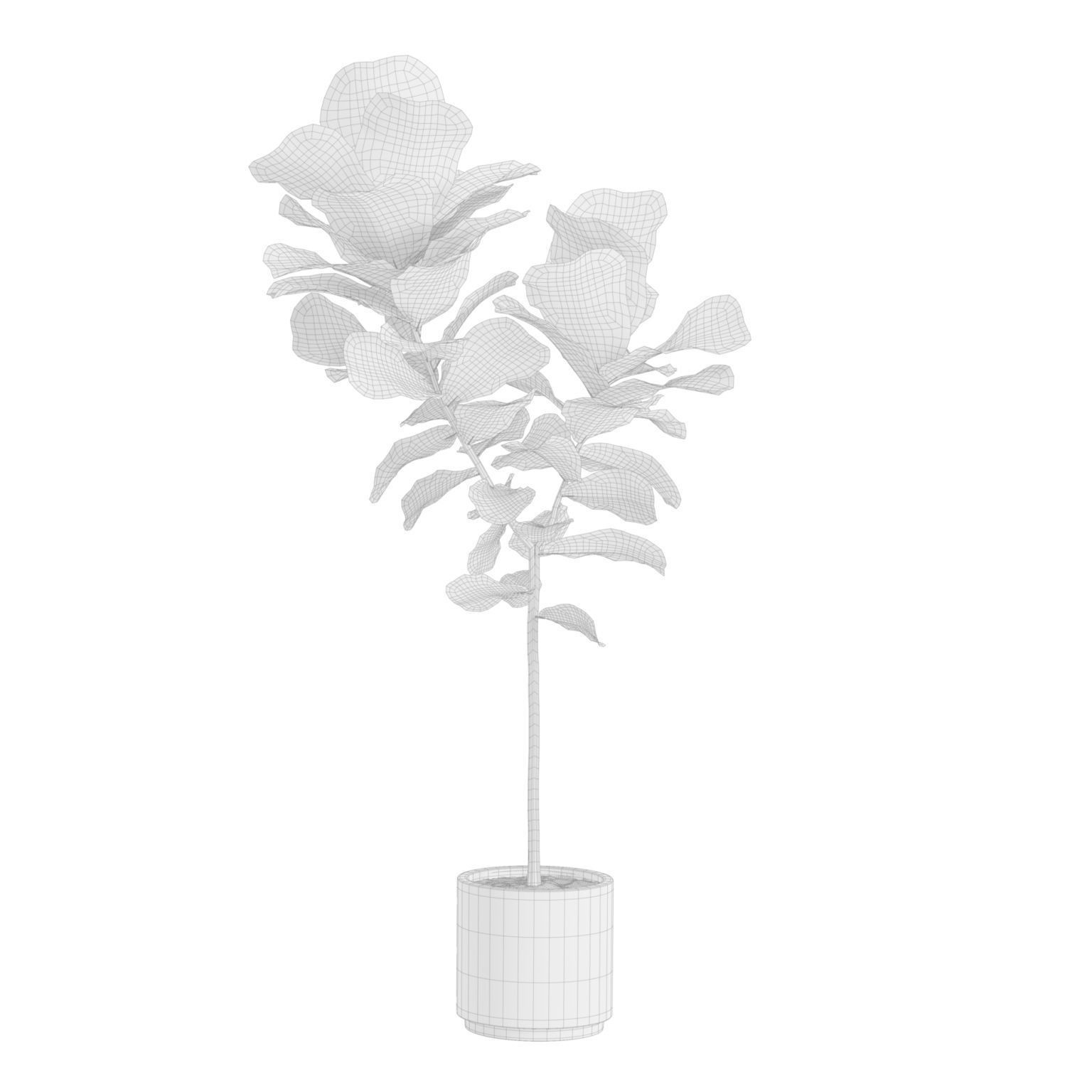 Ficus Lyrata - PBR Game-Ready 3D Model