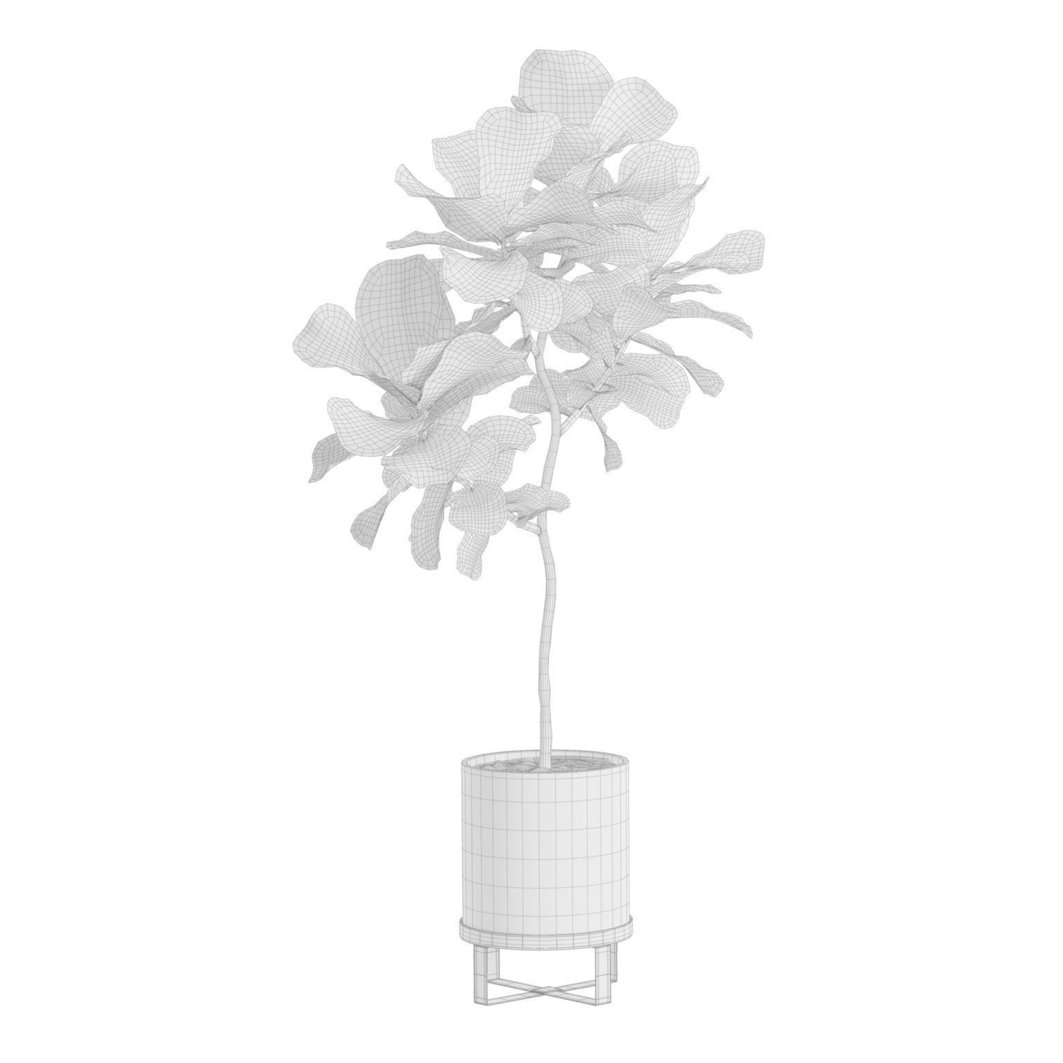 Ficus Lyrata - PBR Game-Ready 3D Model - View 10