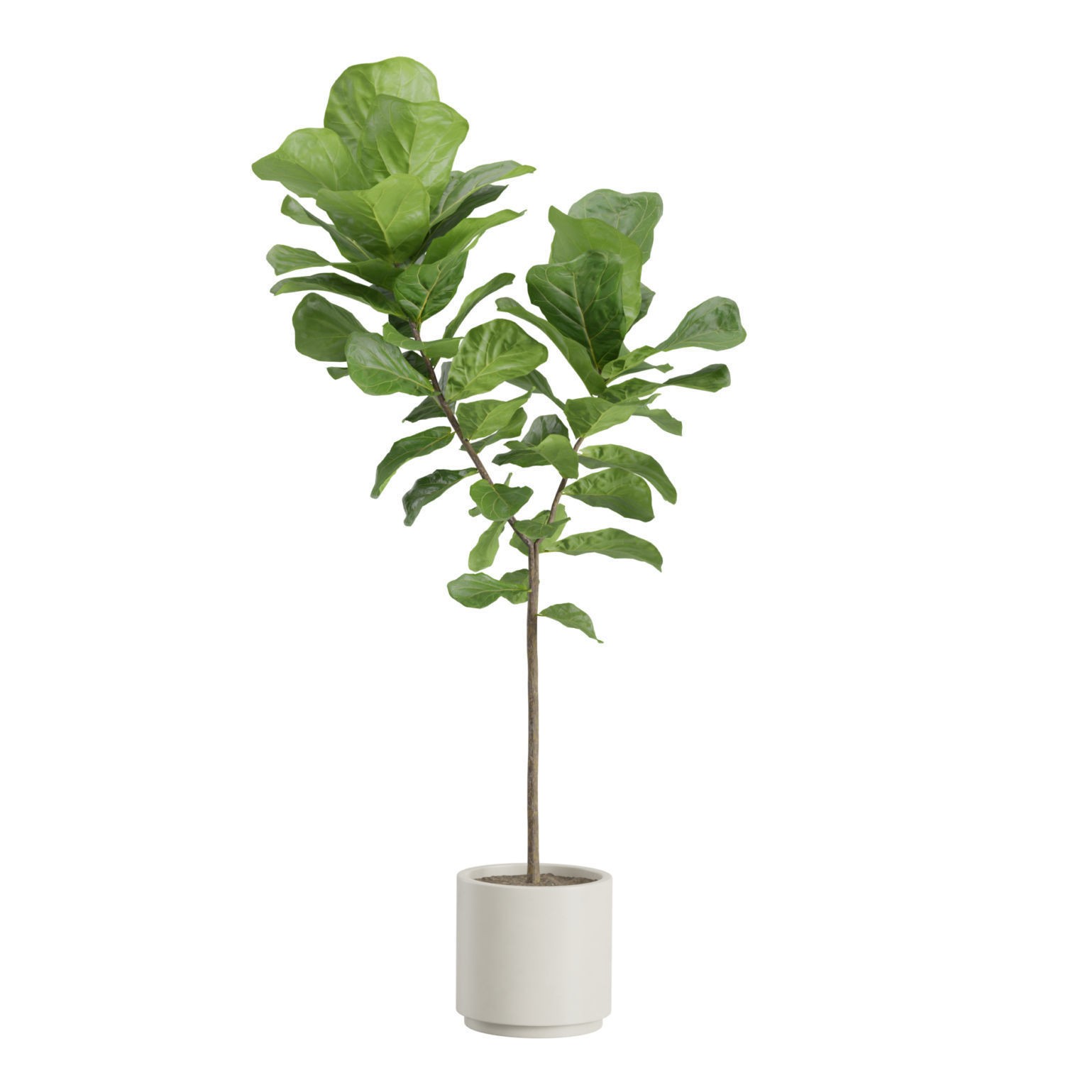 Ficus Lyrata - PBR Game-Ready 3D Model - View 11