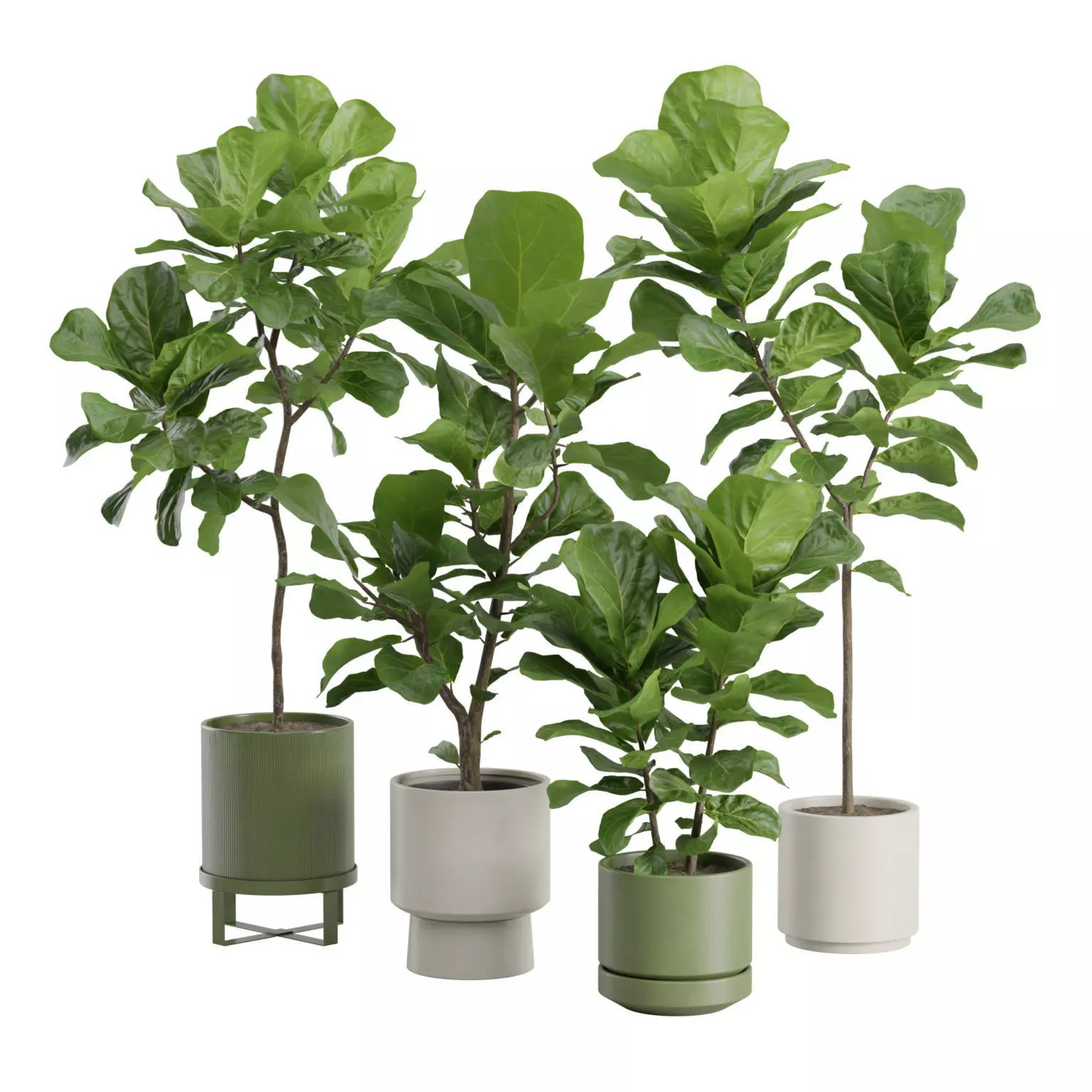 Ficus Lyrata - PBR Game-Ready 3D Model - View 2