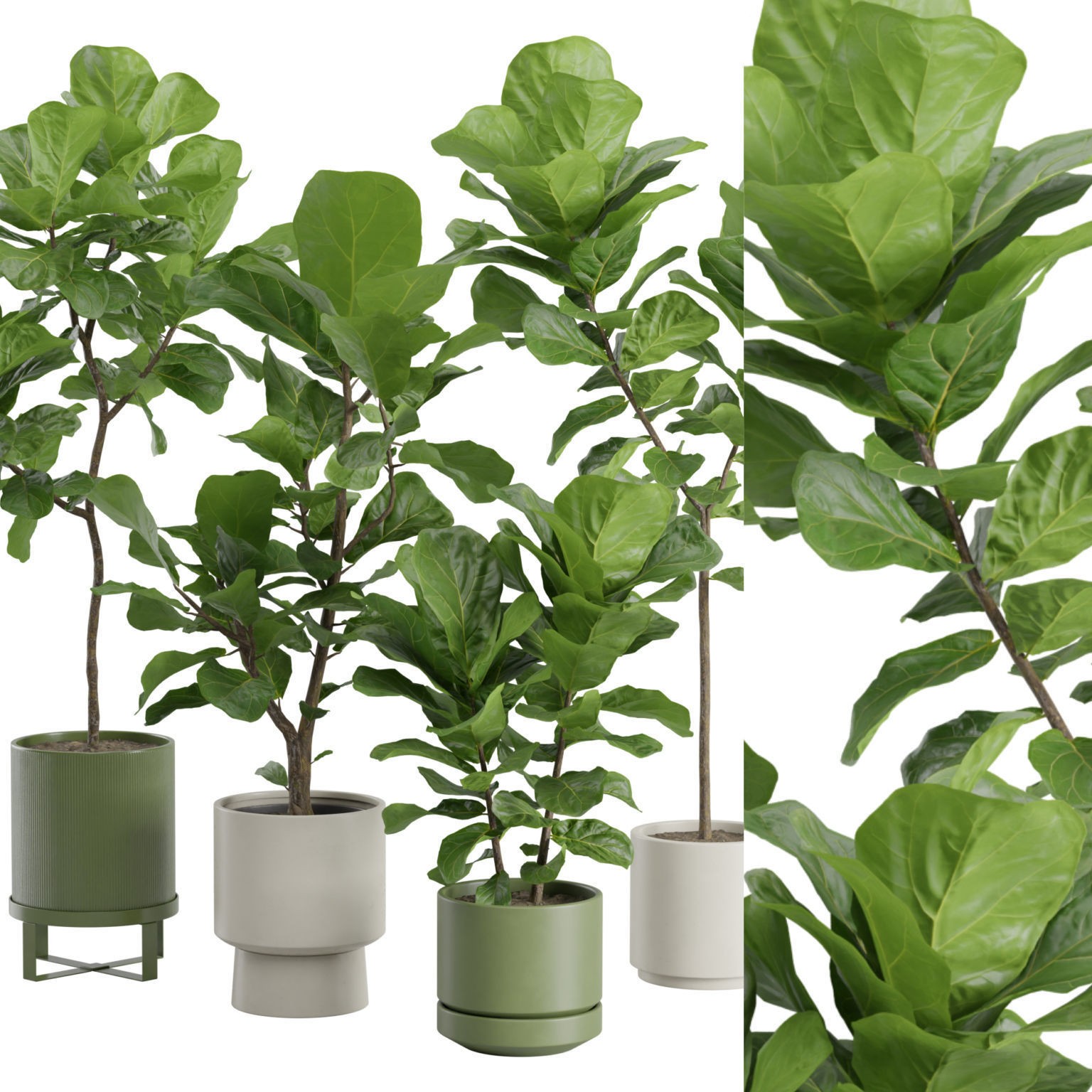 Ficus Lyrata - PBR Game-Ready 3D Model - View 4