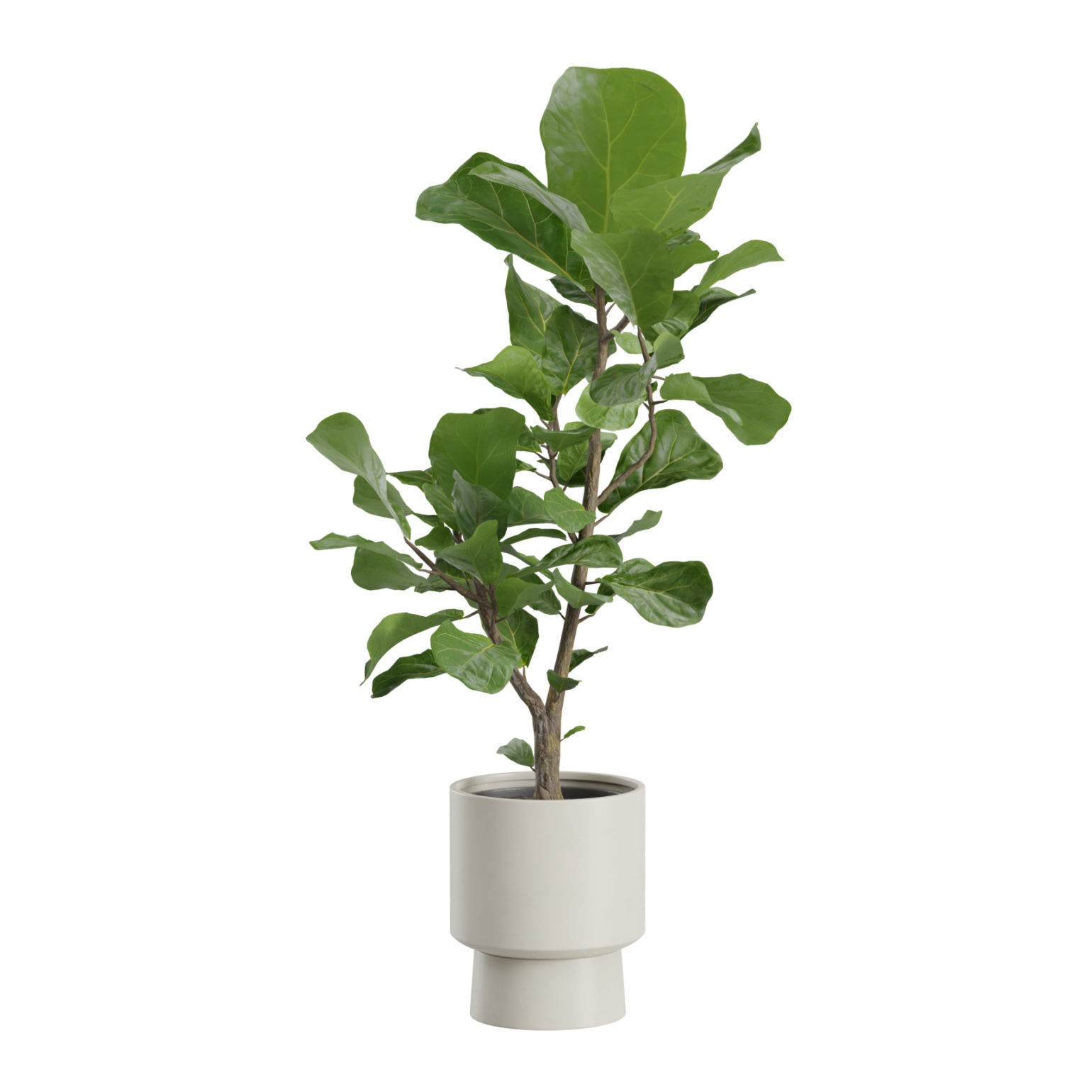 Ficus Lyrata - PBR Game-Ready 3D Model - View 5